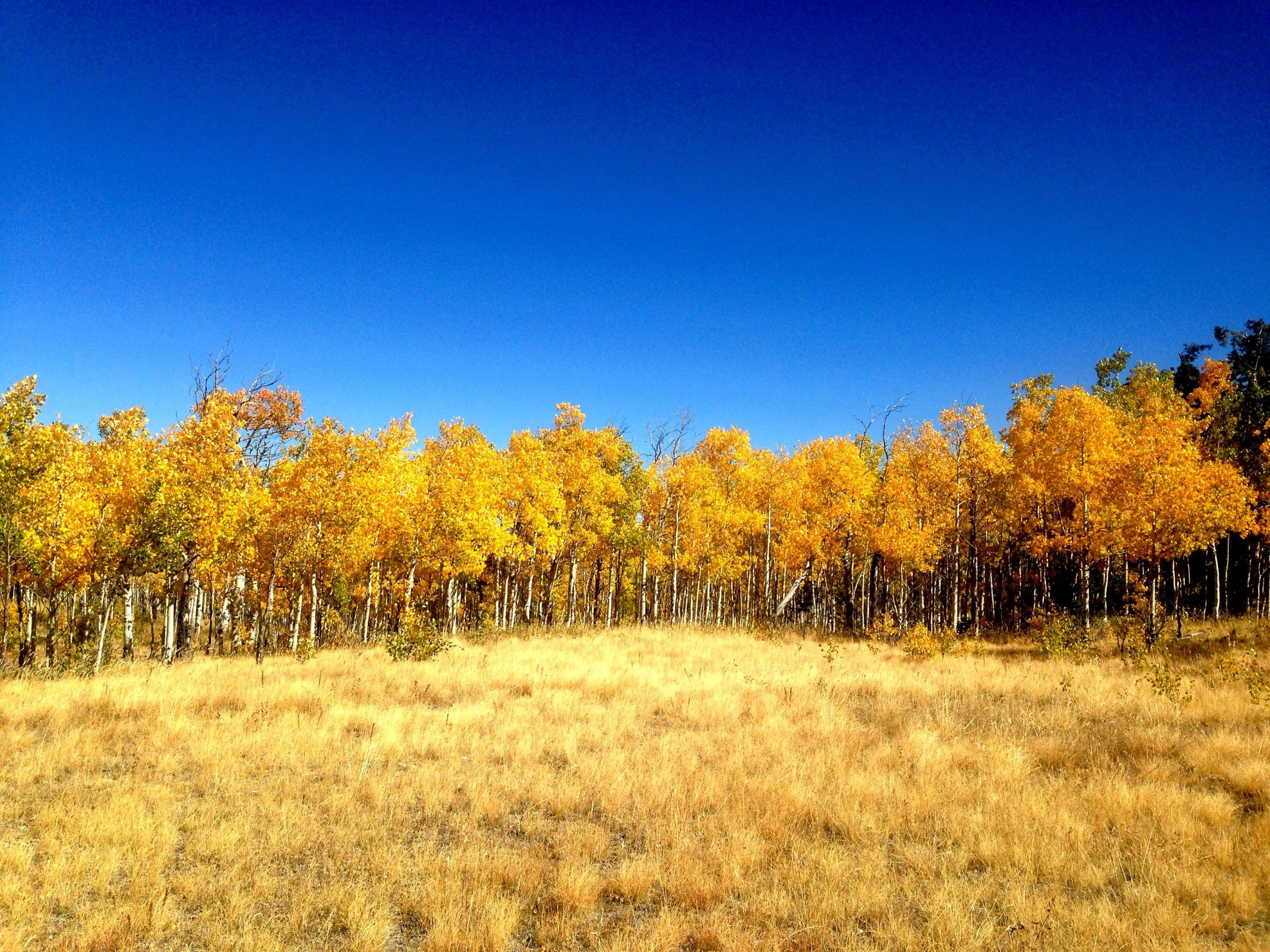 A landscape featuring a grove of aspen trees with vibrant yellow leaves, set against a clear blue sky. In the foreground, dry grass covers the ground, complementing the warm autumn colors of the trees. Aspen Ridge / Road #185 mountain bike trail.