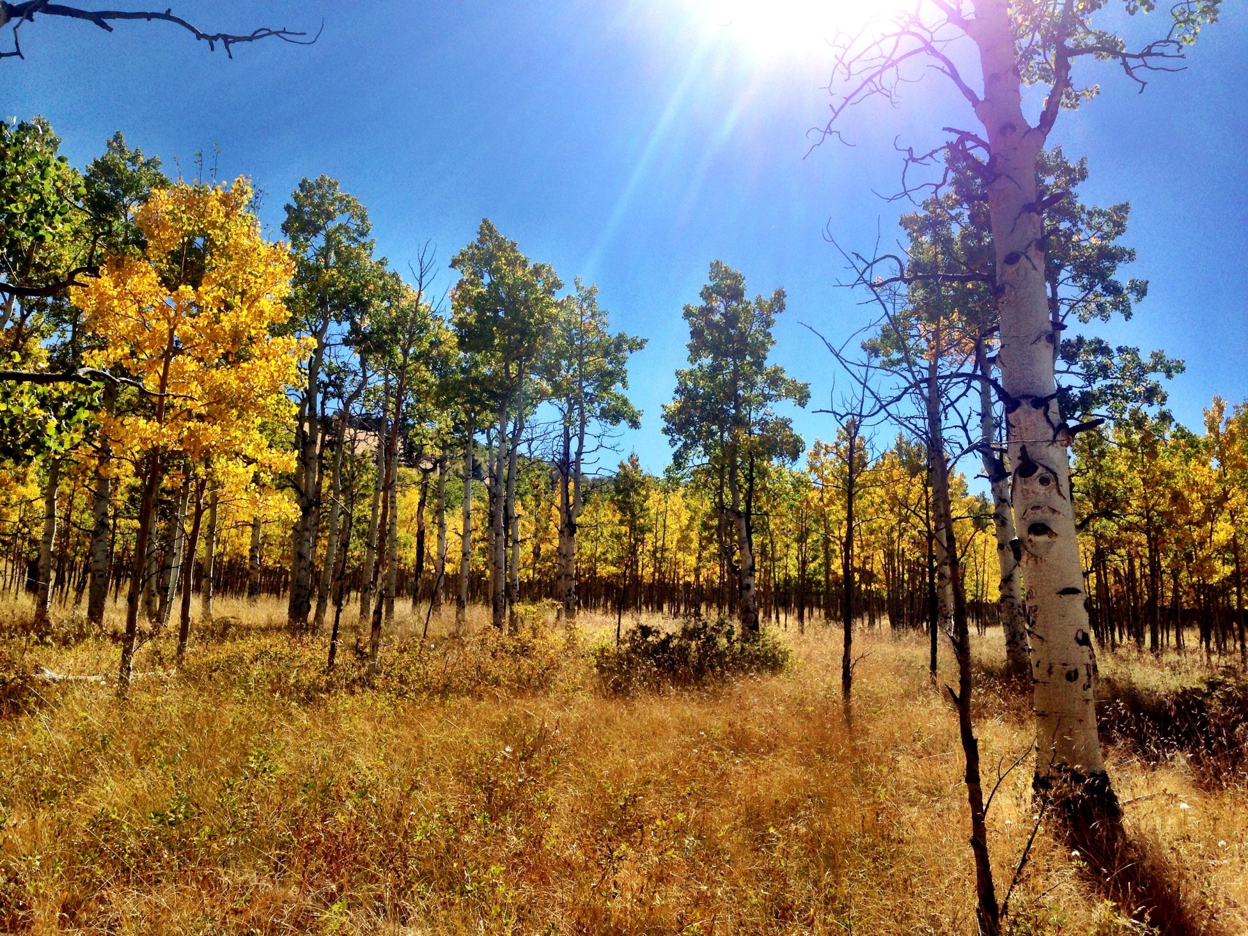 A sunny landscape featuring tall aspen trees with vibrant yellow leaves amidst a grassy clearing. The bright blue sky and warm sunlight create a serene autumn atmosphere. Aspen Ridge / Road #185 mountain bike trail.