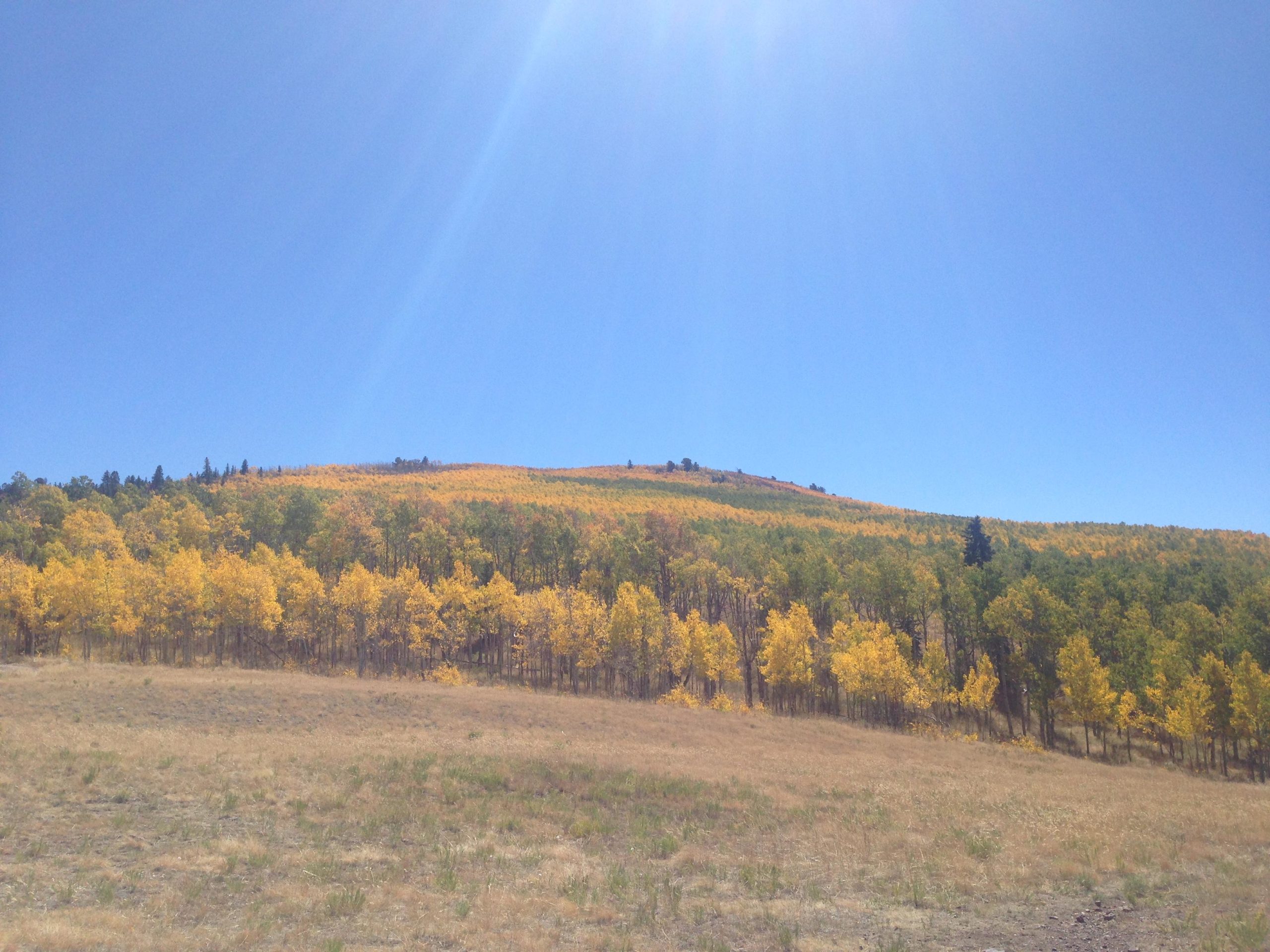 A scenic view of a hillside covered with vibrant yellow aspen trees against a clear blue sky. The foreground features a grassy area, while the lush forested area at the top of the hill displays various shades of green and yellow foliage. Aspen Ridge / Road #185 mountain bike trail.