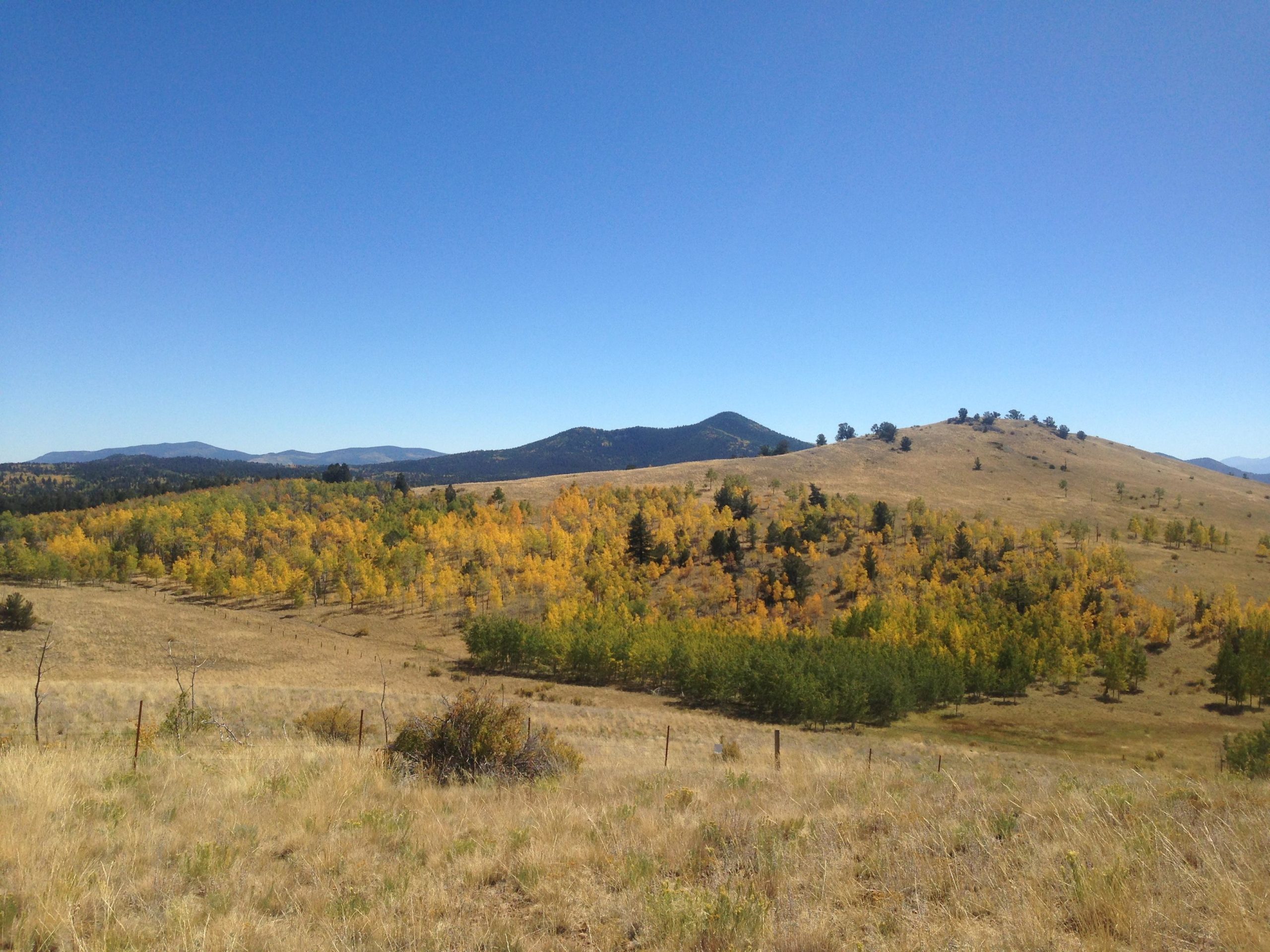 A panoramic view of rolling hills covered in yellow and green trees, set against a clear blue sky. The foreground features dry grass and sparse vegetation, while the background showcases distant mountains under bright sunlight. Aspen Ridge / Road #185 mountain bike trail.