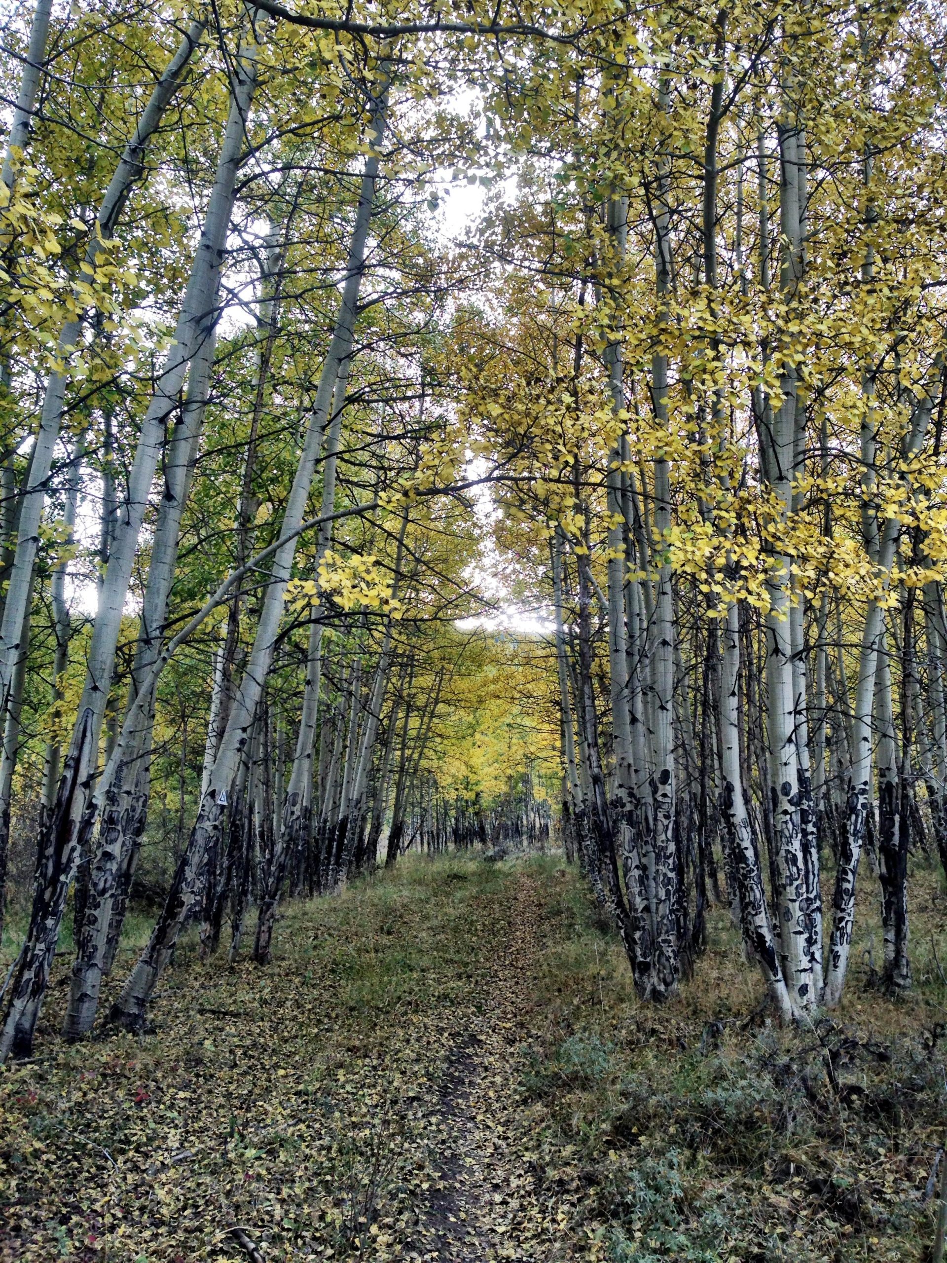 A serene forest path lined with tall aspen trees displaying vibrant yellow leaves, leading into a softly lit background. The ground is scattered with fallen leaves, creating a natural carpet, and the trail appears lightly used, inviting exploration. Colorado Trail: Clear Creek Thd to Lake View CG / Hwy 82 mountain bike trail.