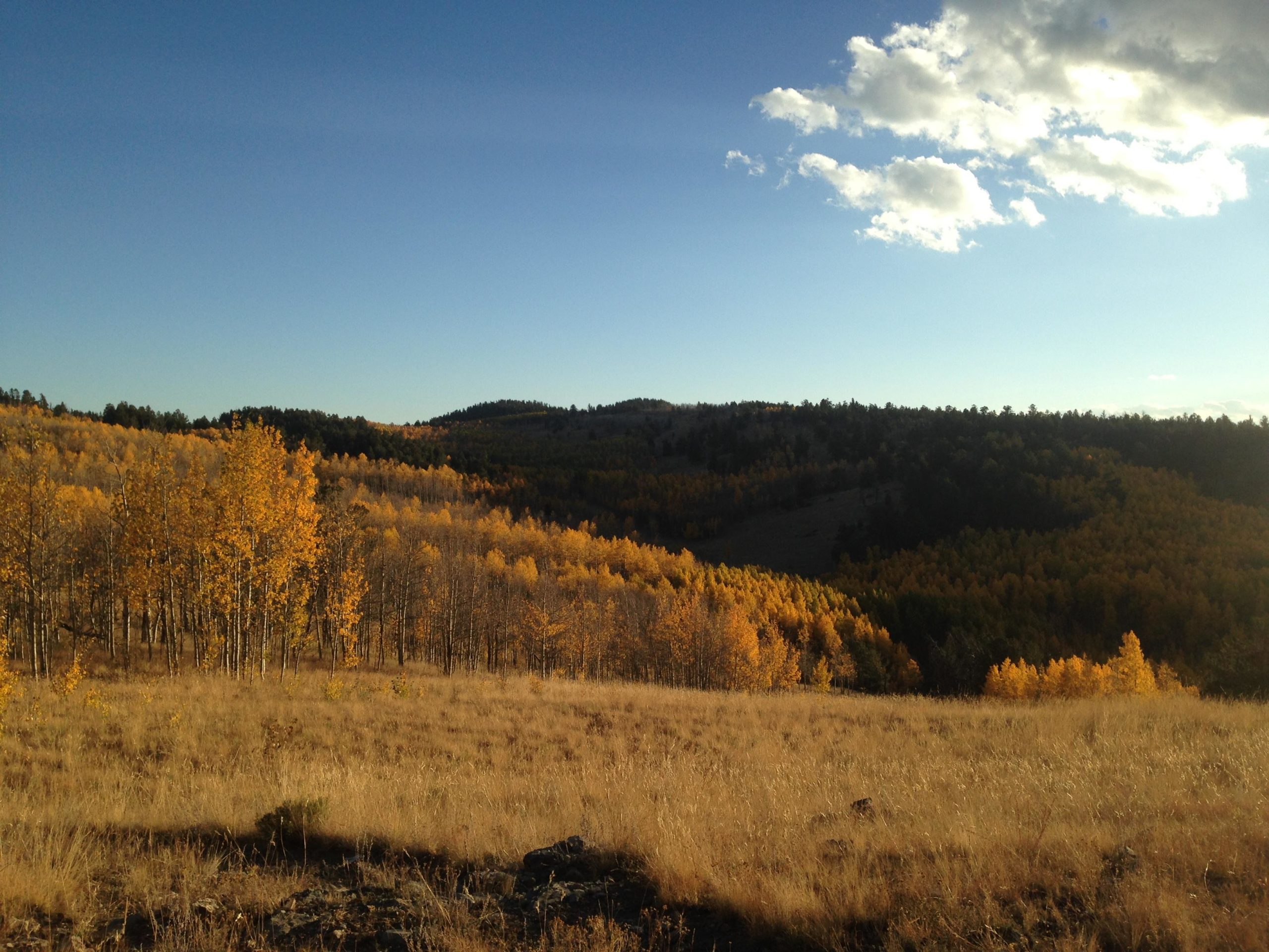 A scenic view of rolling hills featuring vibrant autumn foliage, with golden aspen trees in the foreground and a backdrop of green pines and distant mountains under a clear blue sky. Fluffy white clouds are scattered across the horizon, creating a tranquil atmosphere in a natural landscape. Aspen Ridge / Road #185 mountain bike trail.