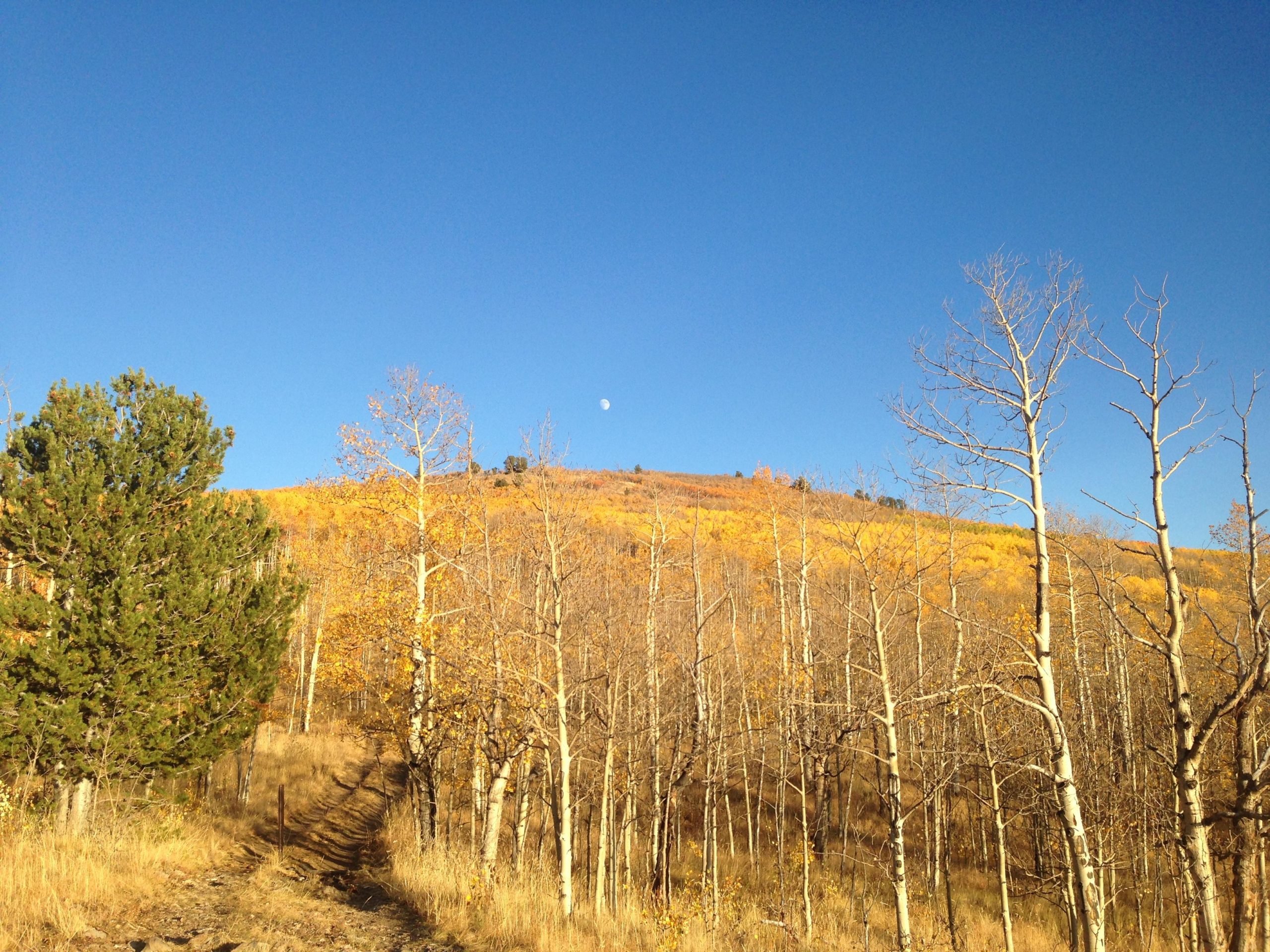 A serene landscape featuring a path winding through a grove of bare trees, characterized by golden autumn foliage on a hillside. In the clear blue sky above, a crescent moon is visible, adding a tranquil touch to the scene. Aspen Ridge / Road #185 mountain bike trail.