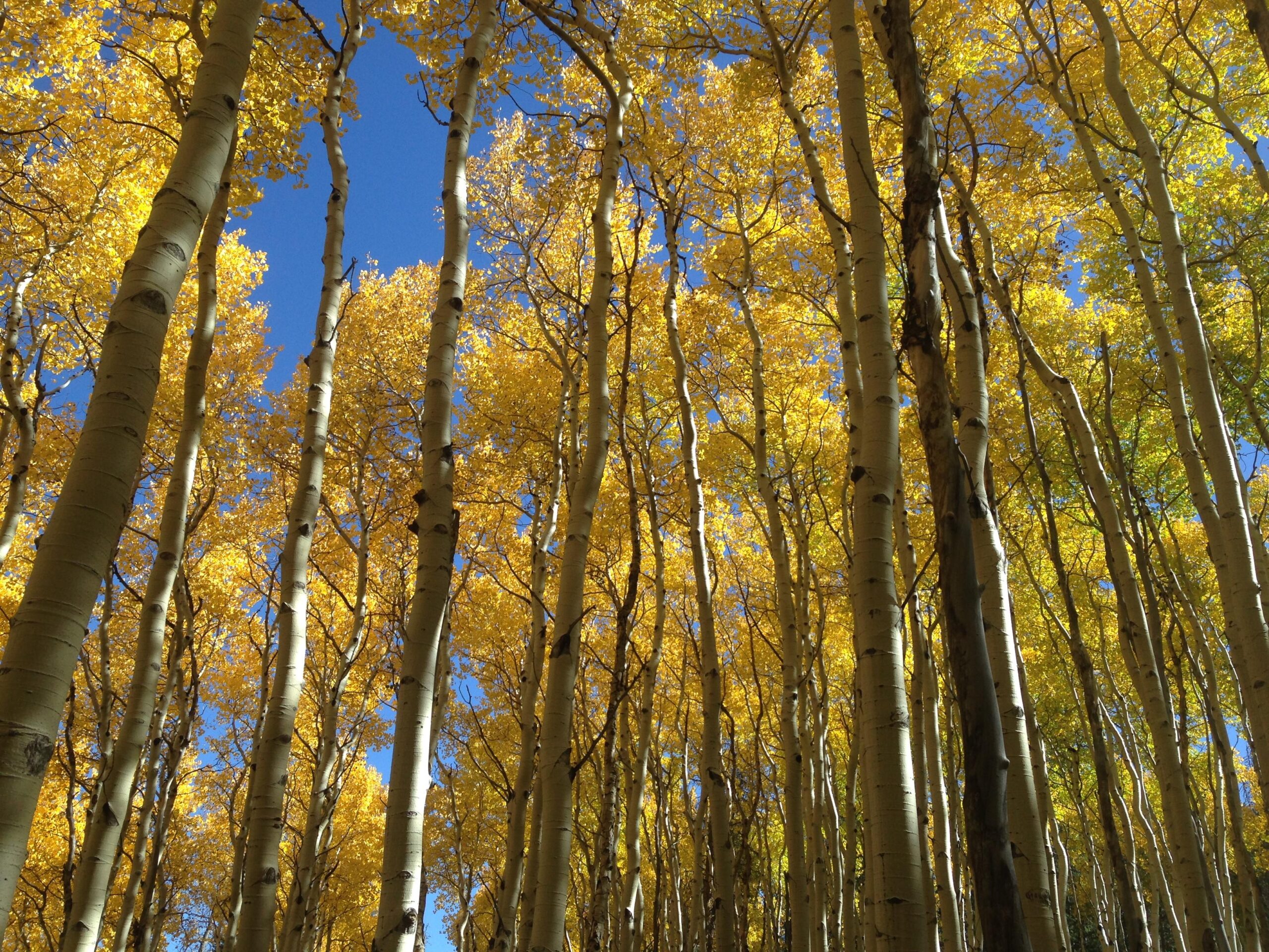 A densely packed grove of tall aspen trees with vibrant yellow leaves against a clear blue sky, seen from a low angle. Vail Mountain Bike Park mountain bike trail.