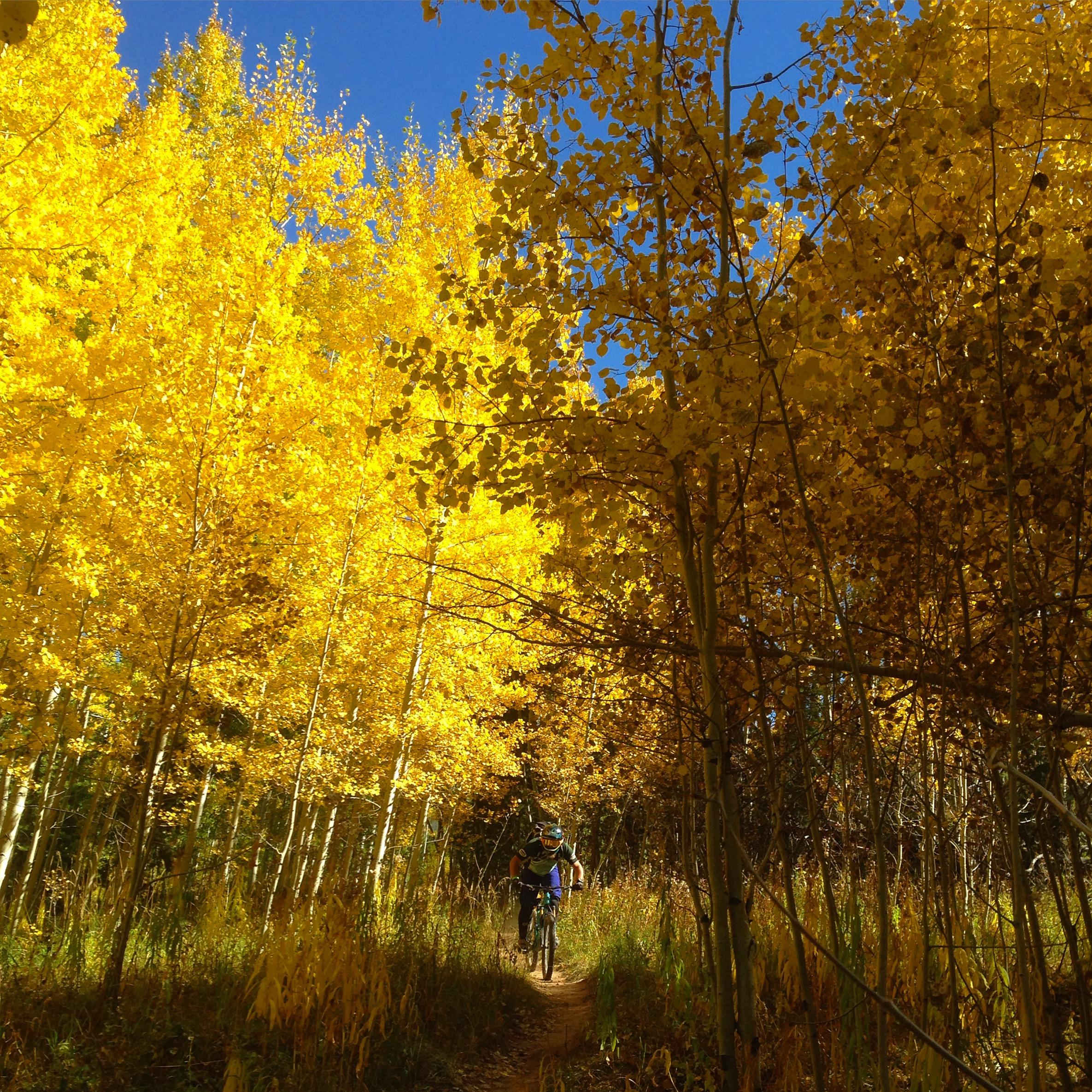 A mountain biker rides along a narrow trail surrounded by vibrant yellow aspen trees under a clear blue sky, capturing the essence of autumn. Vail Mountain Bike Park mountain bike trail.
