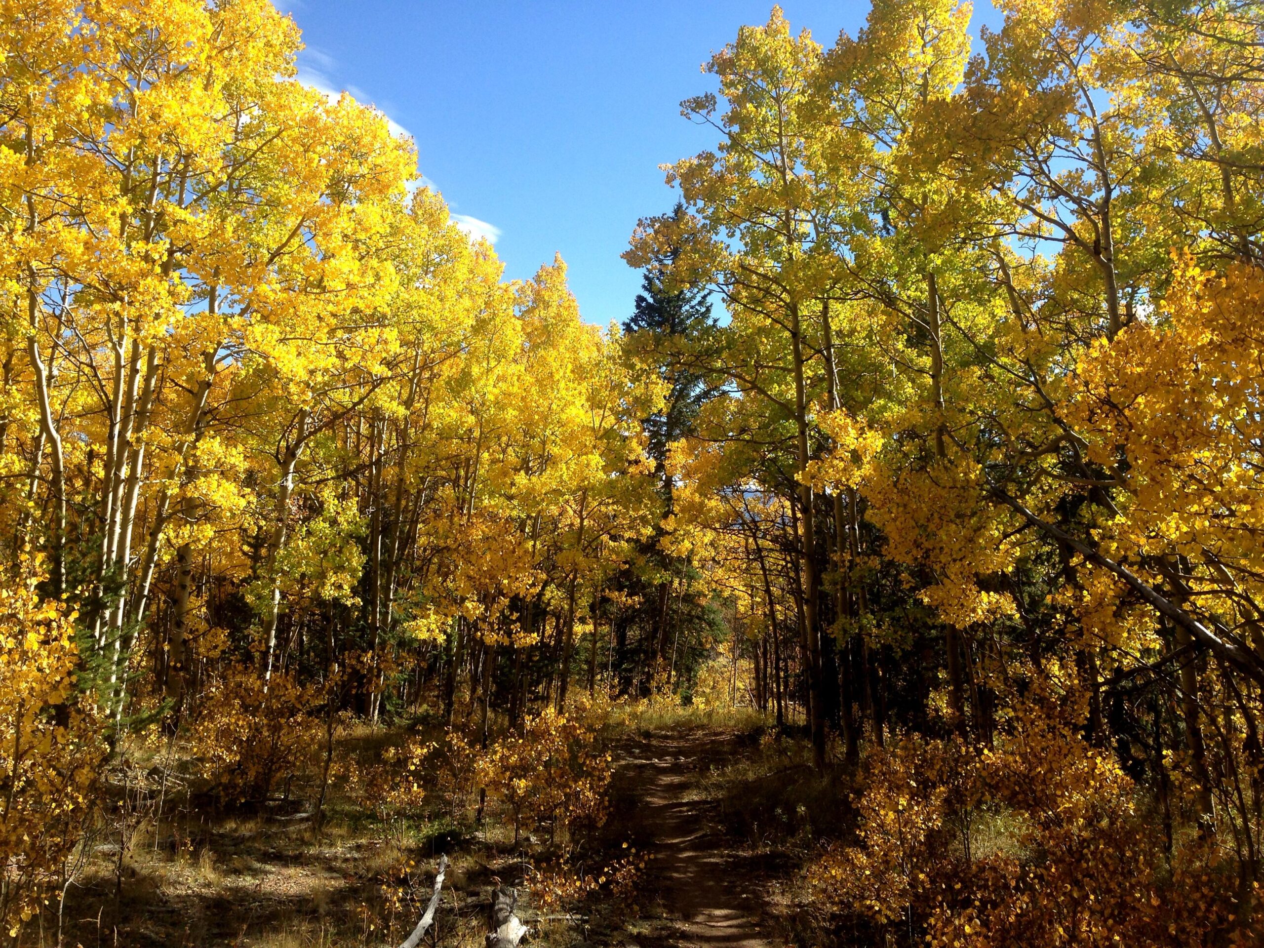 A scenic forest path lined with vibrant yellow aspen trees under a clear blue sky, surrounded by autumn foliage. Twelvemile Trail mountain bike trail.