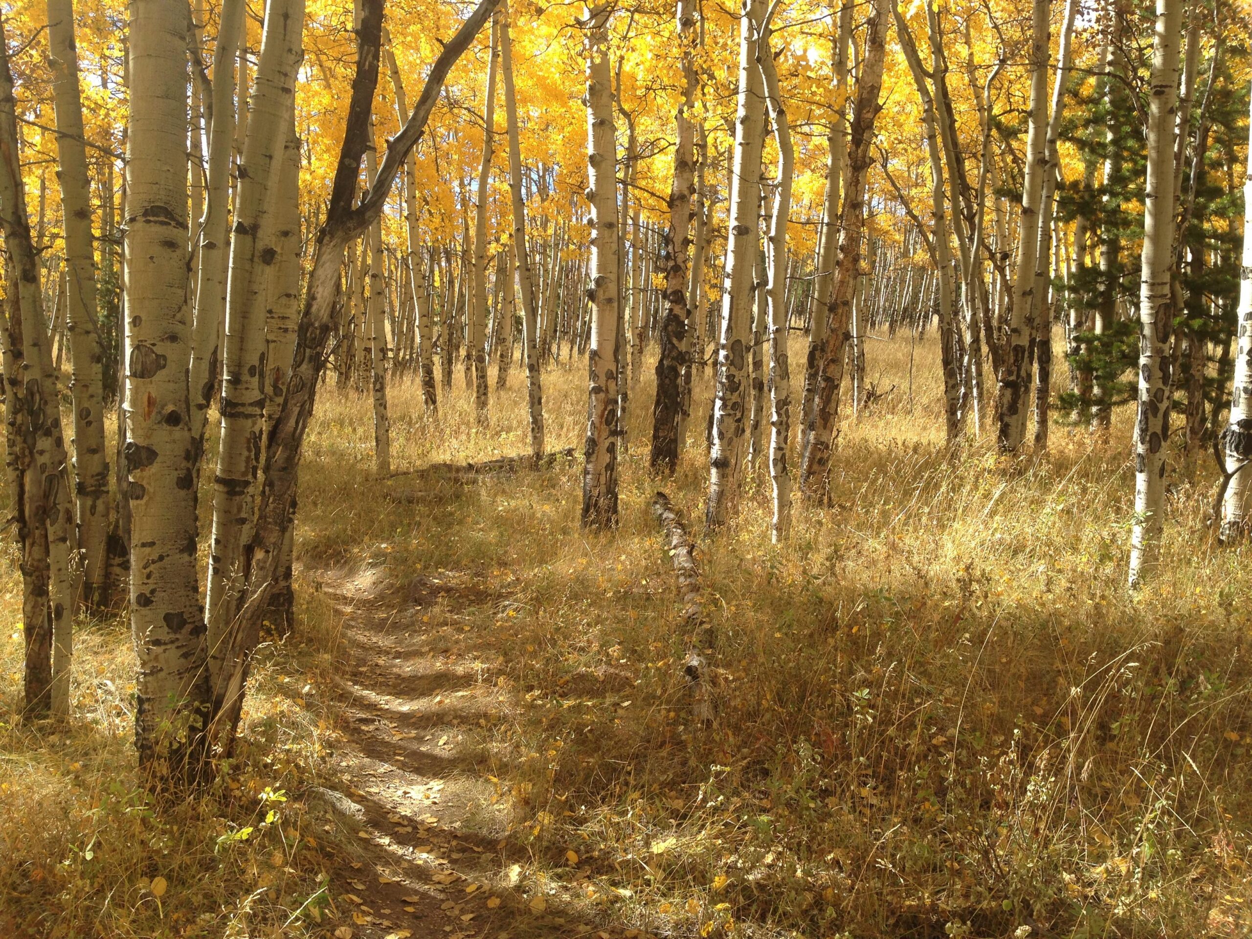 A picturesque forest scene featuring tall, slender aspen trees with bright yellow leaves. The ground is covered in golden grass, and a narrow dirt path winds through the trees, inviting exploration in a serene autumn landscape. Sheep Creek mountain bike trail.