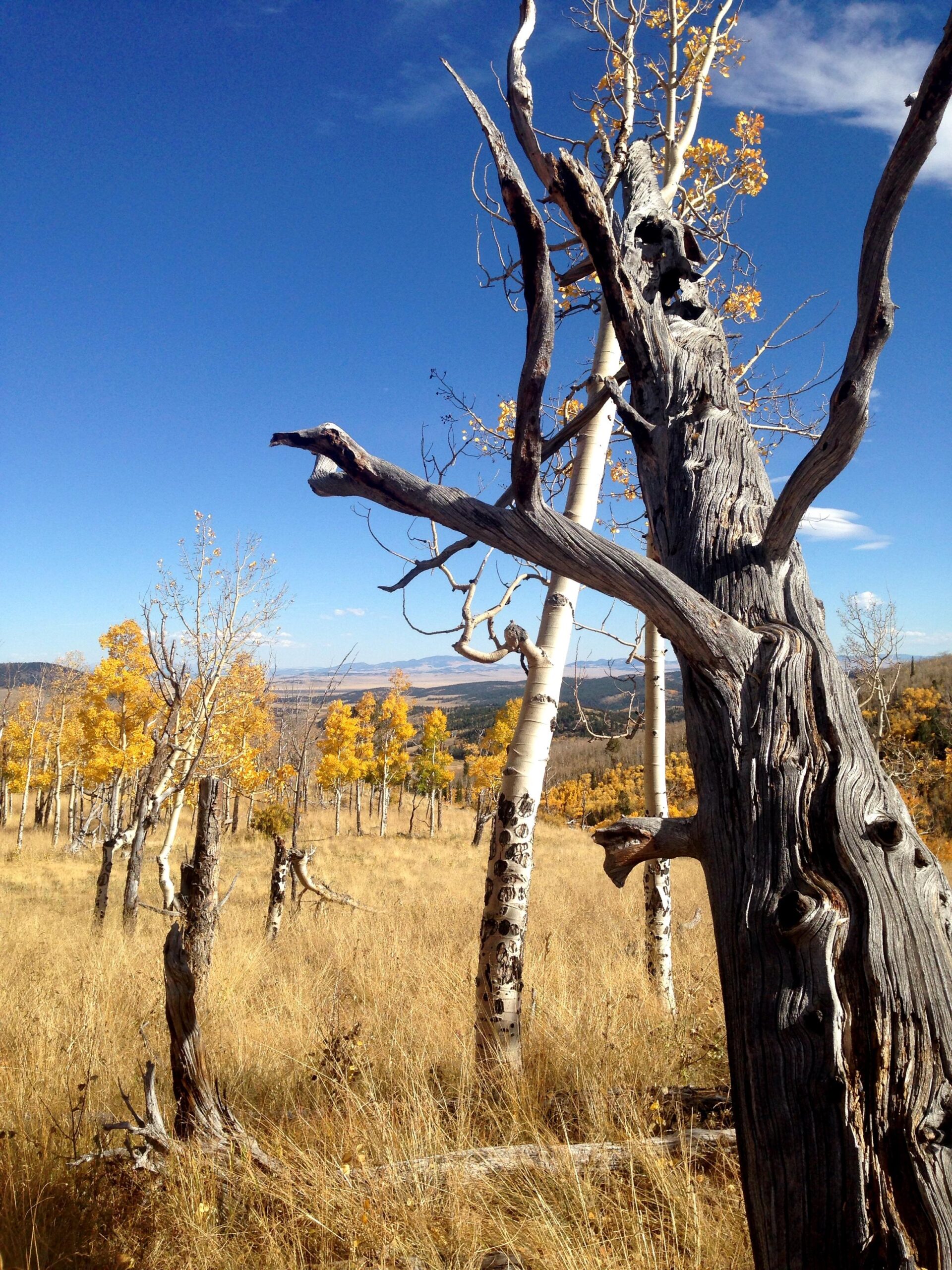 A scenic view of a grassy field featuring a mixture of dead and live trees, with aspen trees showcasing bright yellow leaves against a clear blue sky. The landscape extends towards distant hills, creating a picturesque autumn atmosphere. Sheep Creek mountain bike trail.