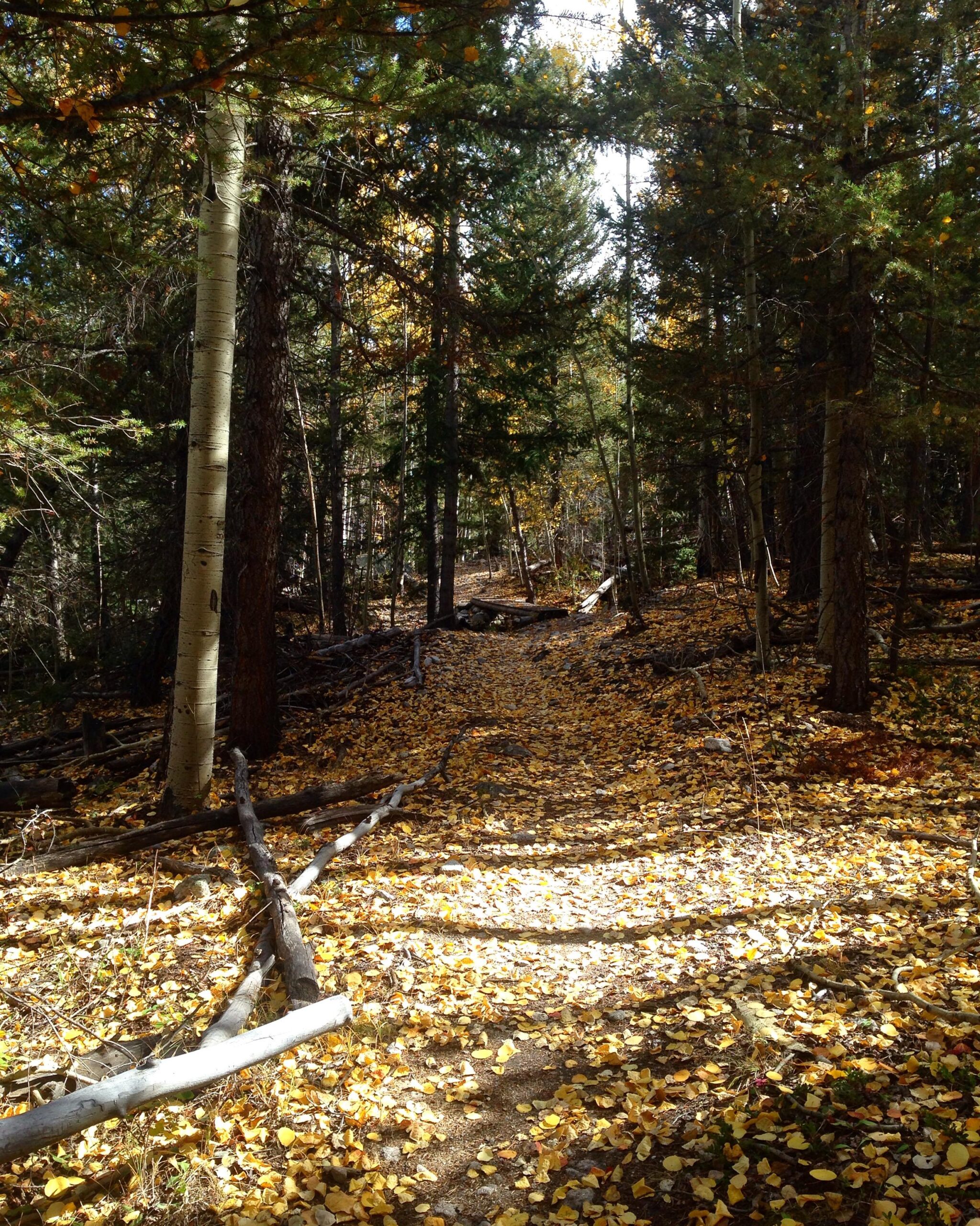 A serene forest path covered in yellow leaves, surrounded by tall trees with green foliage. Sunlight filters through the branches, illuminating the trail that winds through the tranquil woodland landscape. Colorado Trail: Mt. Shavano thd to Chalk Creek thd mountain bike trail.