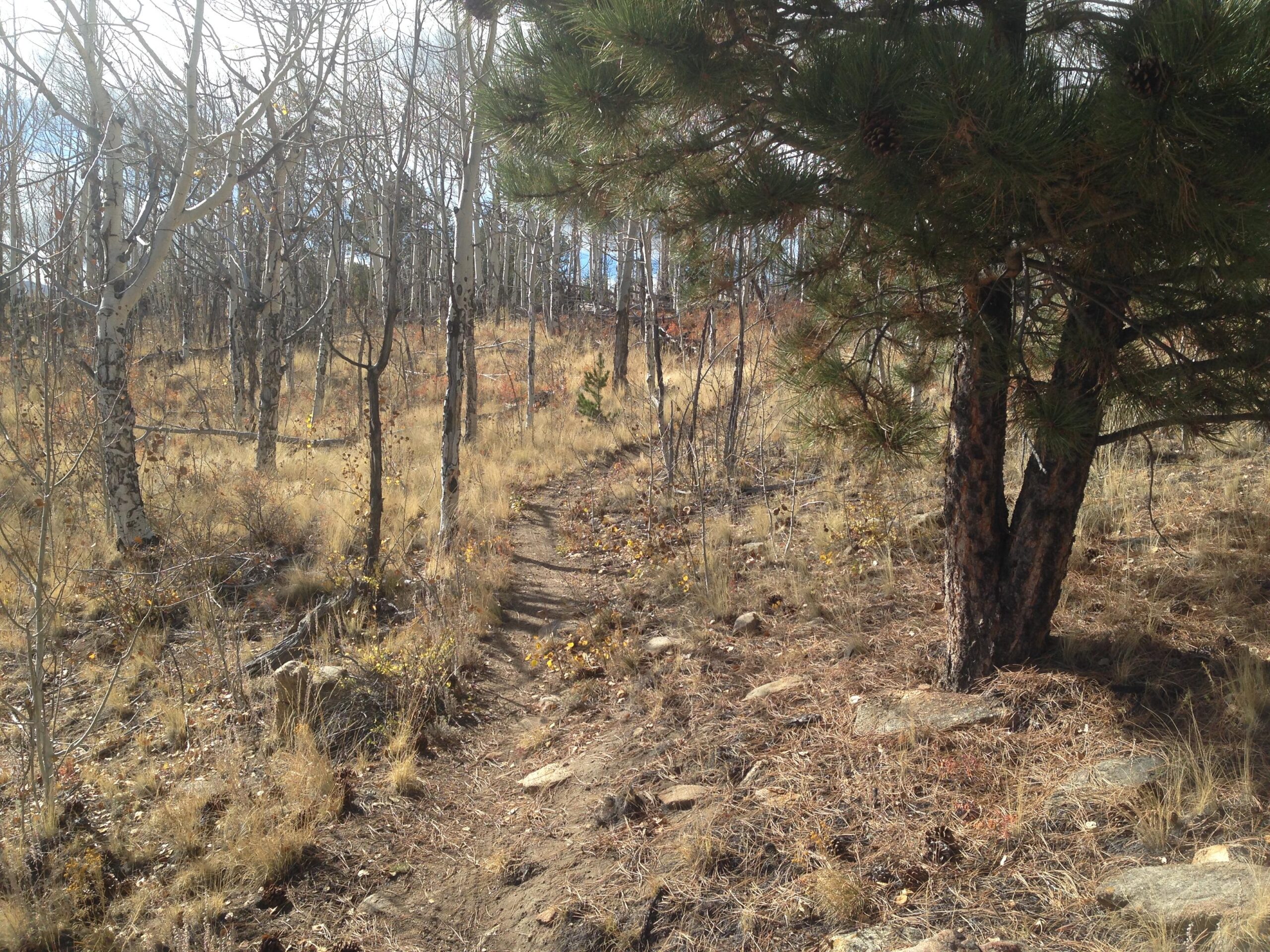 A winding dirt path through a sparse forest with tall, bare-branched trees and patches of dry grass. On one side, a sturdy evergreen tree with pinecones is present, while the setting suggests a cool, autumn day. Davis Meadow mountain bike trail.