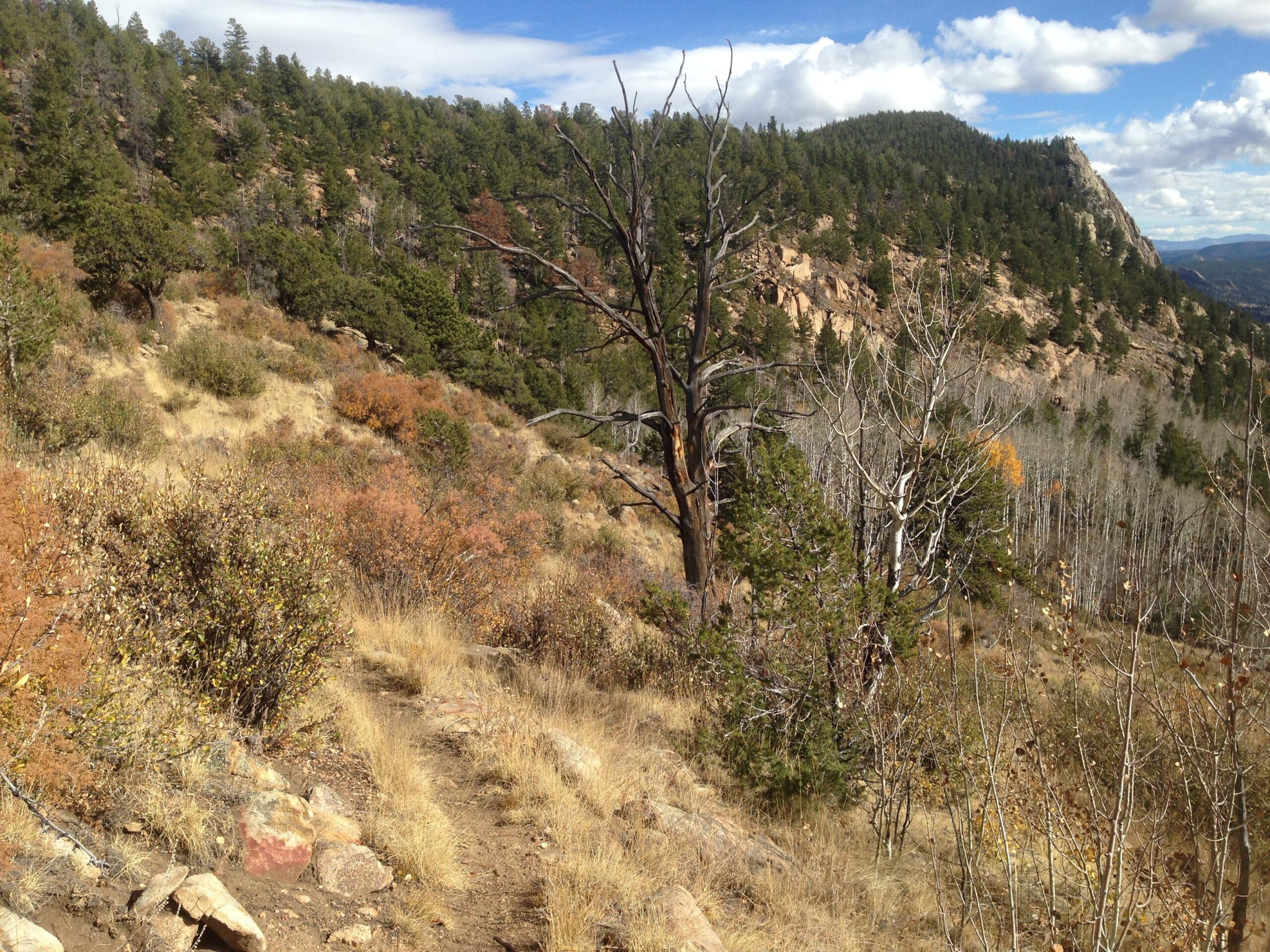 A scenic landscape featuring a hilly terrain with a mix of greenery and autumn foliage. The foreground includes a dirt path winding through tall grasses and shrubs, leading to a backdrop of rocky hills covered with trees. A prominent dead tree stands out, adding contrast to the vibrant greenery and the clear blue sky with scattered clouds above. Davis Meadow mountain bike trail.