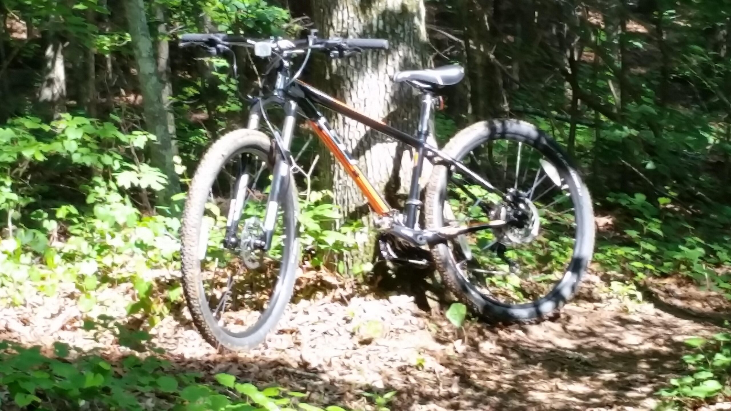 GT Backwoods: A black and orange mountain bike leaning against a tree in a lush, green forest. The ground is covered with brown leaves and the surroundings include various shades of green foliage. Sunlight filters through the trees, casting soft shadows on the bike and the ground.