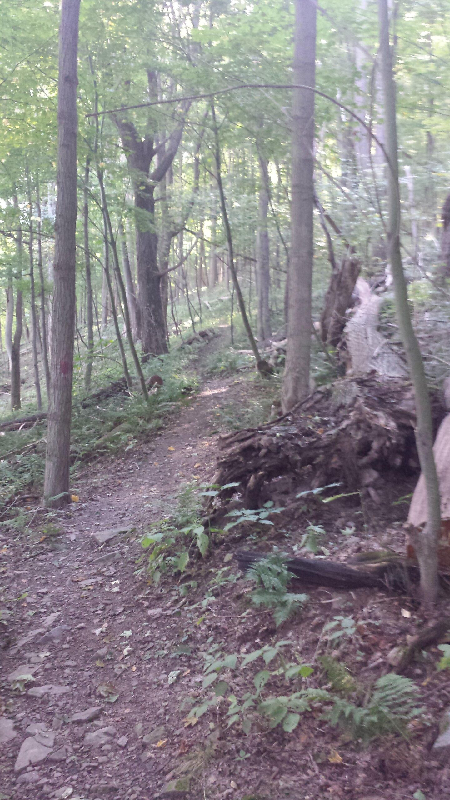 A winding dirt path through a lush green forest, flanked by tall trees and dense underbrush. Sunlight filters through the leaves, creating a serene and tranquil atmosphere. Mccune Trail mountain bike trail.