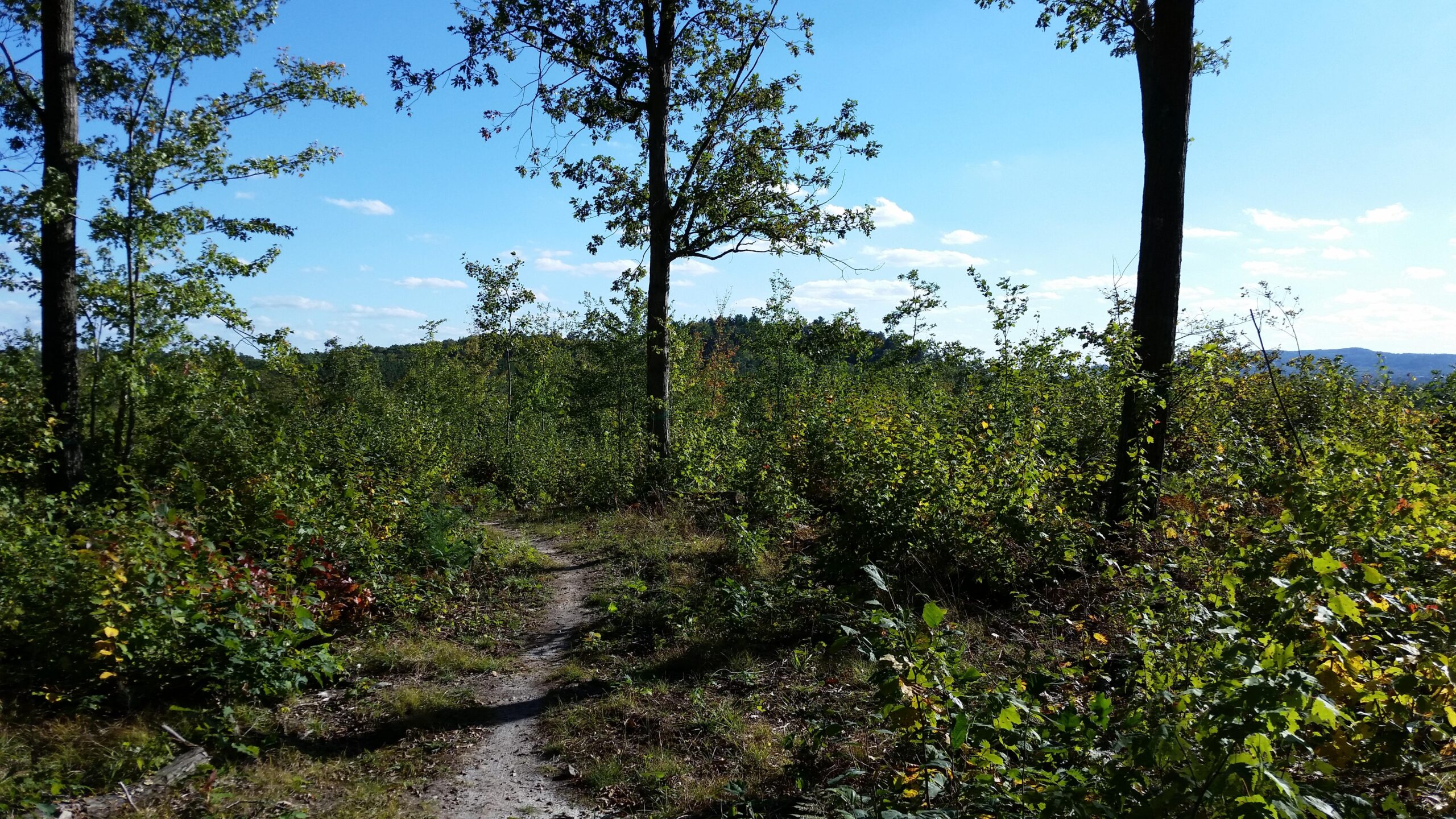 A winding dirt path leads through a lush, green forest under a bright blue sky with scattered clouds. Tall trees and dense foliage surround the trail, creating a serene and natural atmosphere. Goat Dance mountain bike trail.