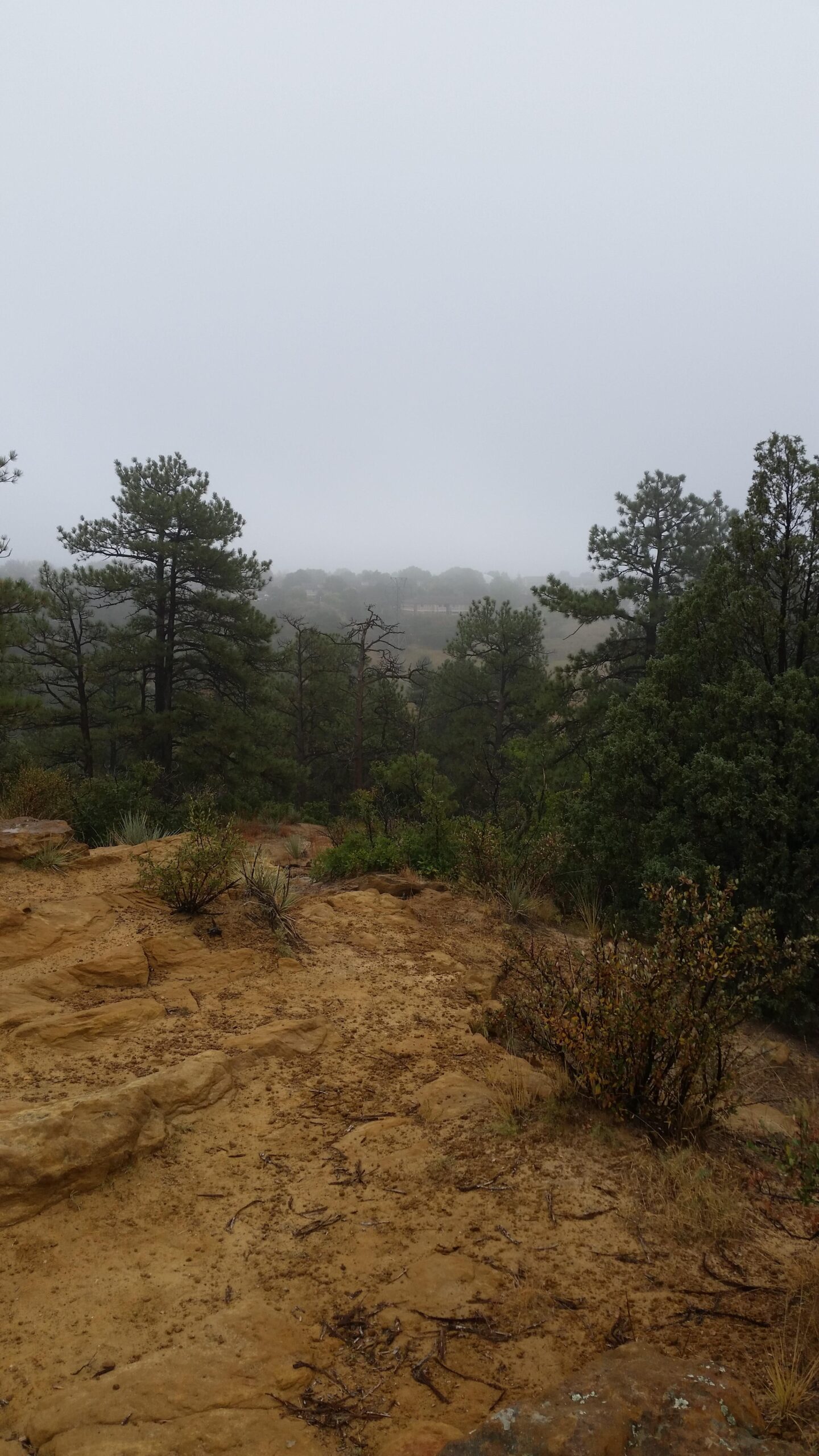 A misty landscape featuring a rocky foreground and dense pine trees, set against a foggy backdrop that obscures distant hills. The scene depicts a tranquil, overcast day in a natural setting. Palmer Park mountain bike trail.
