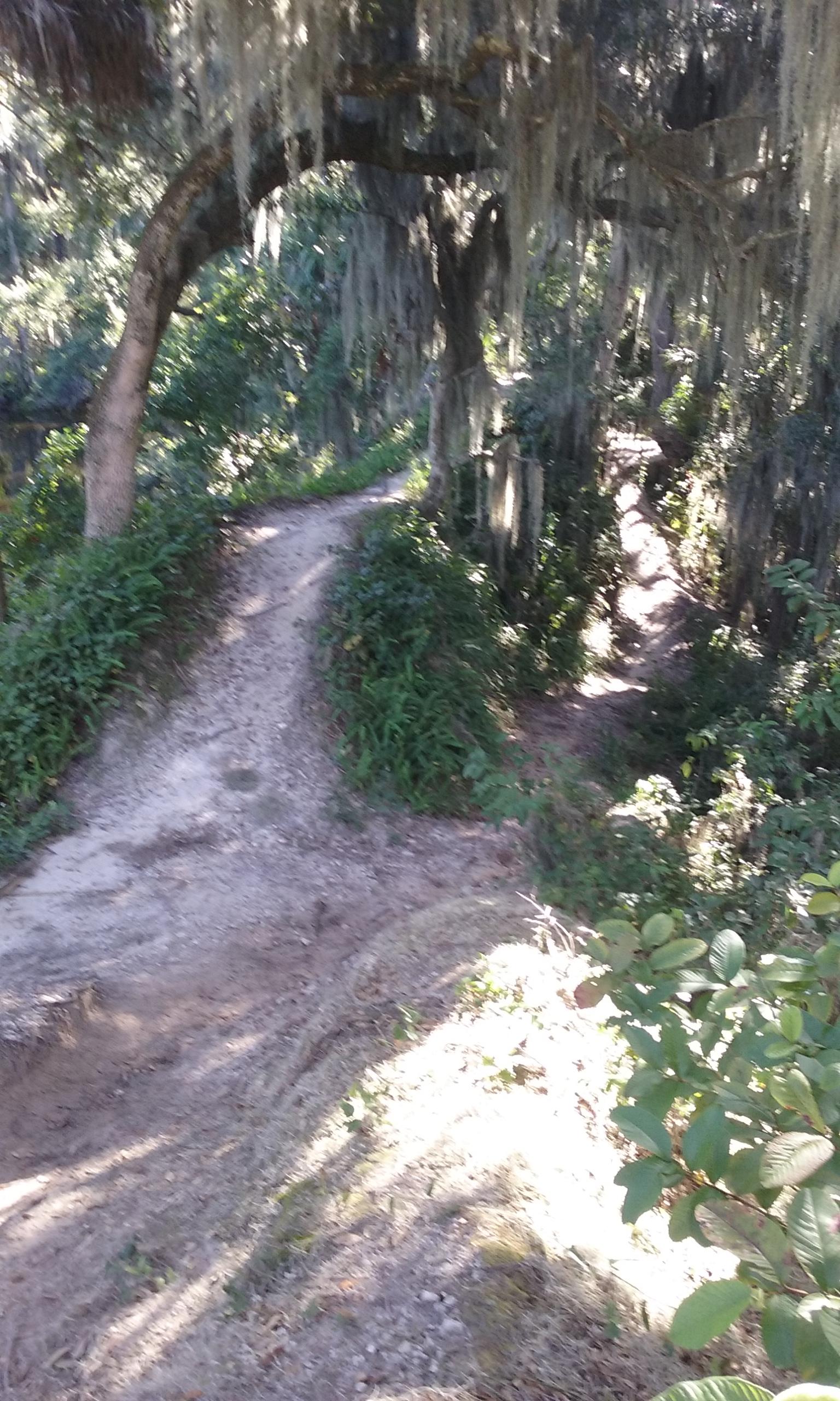 A winding dirt path through a lush, green forest, surrounded by trees draped with moss. The sunlight filters through the foliage, creating a serene and inviting atmosphere. Loyce E. Harpe Park mountain bike trail.