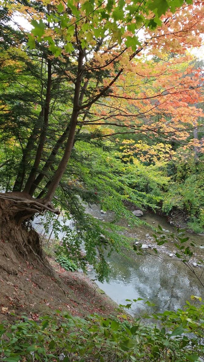 A scenic view of a curved creek surrounded by lush greenery and trees displaying vibrant autumn foliage. The foreground features a tree with exposed roots on a gentle slope, while the background reveals more colorful trees and a clear, reflective water surface. Don Valley mountain bike trail.