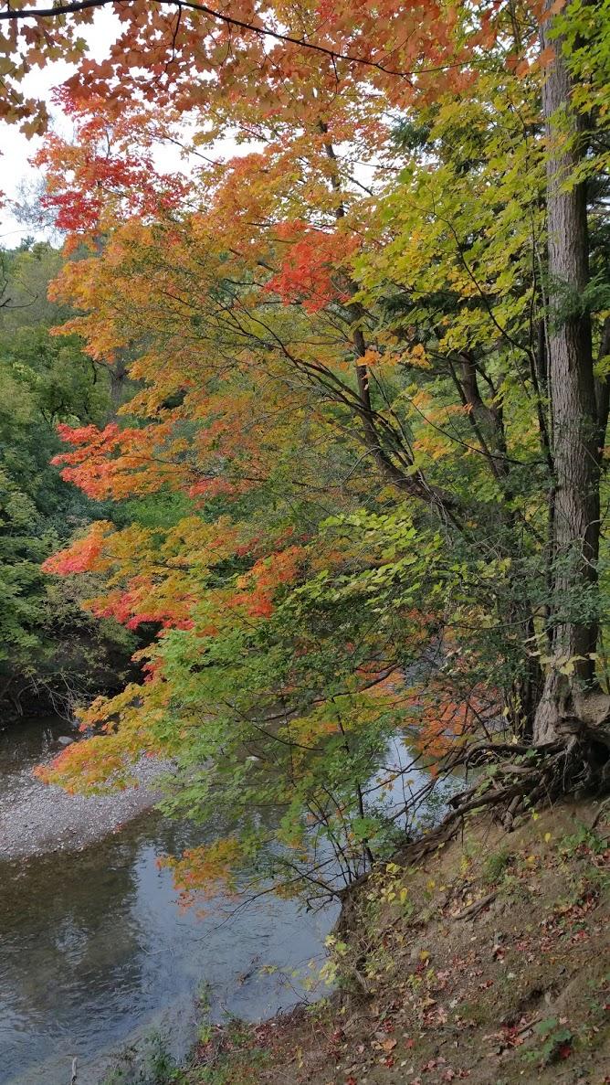 A peaceful riverside scene featuring vibrant autumn foliage with shades of orange and green, framed by trees on the riverbank. The calm water reflects the colorful leaves, creating a serene natural setting. Don Valley mountain bike trail.
