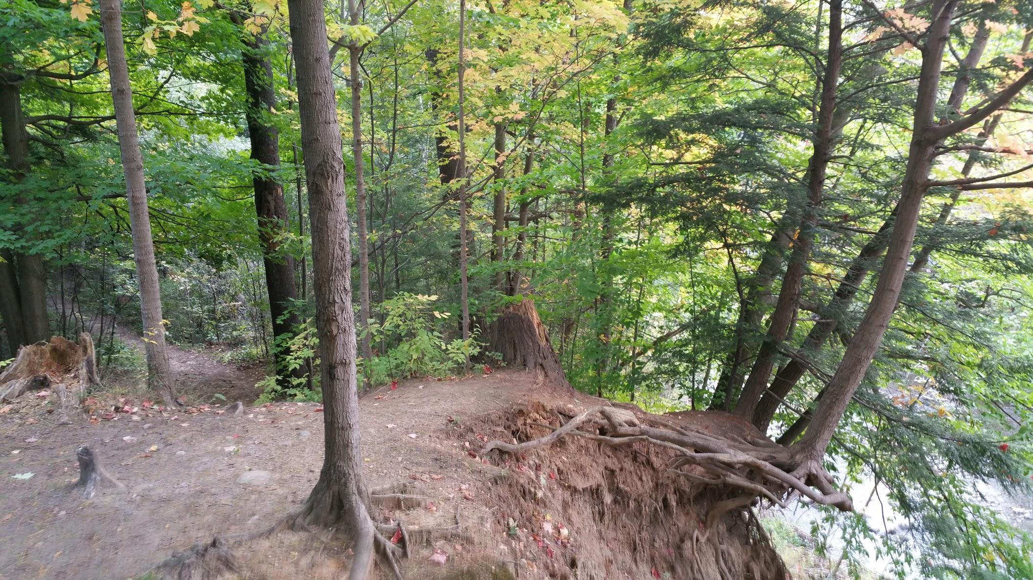 A wooded scene featuring tall trees with green and some yellow leaves, showcasing a pathway that winds through the forest. The ground is uneven, with exposed roots and a partially eroded section near the path. Fallen leaves are scattered on the ground, suggesting the onset of autumn. Don Valley mountain bike trail.