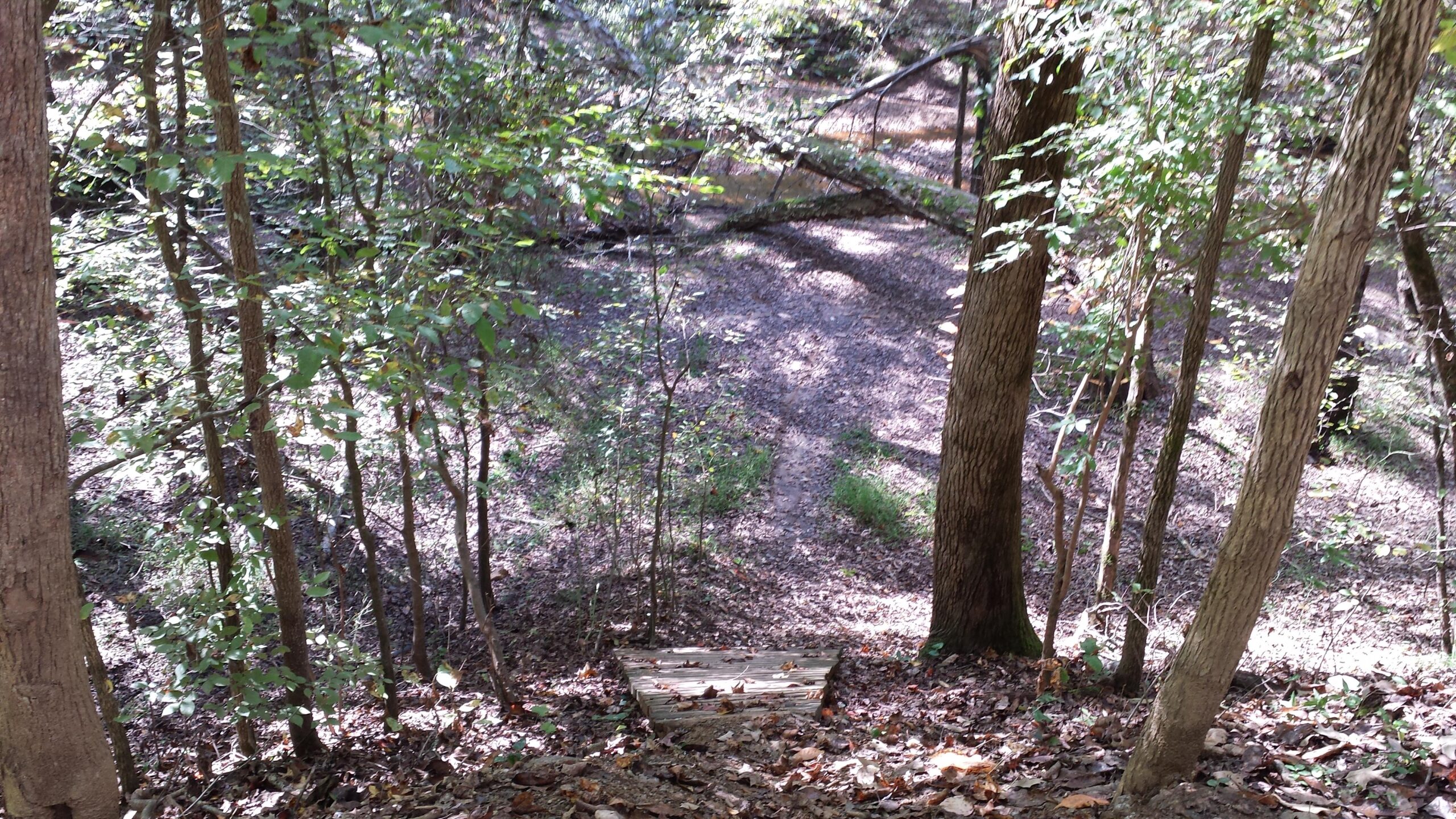 A wooded area with tall trees and soft sunlight filtering through the leaves, featuring a set of wooden steps leading down a slope into a naturally forested path. The ground is covered with fallen leaves and small plants, creating a serene and inviting atmosphere. Blankets Creek mountain bike trail.