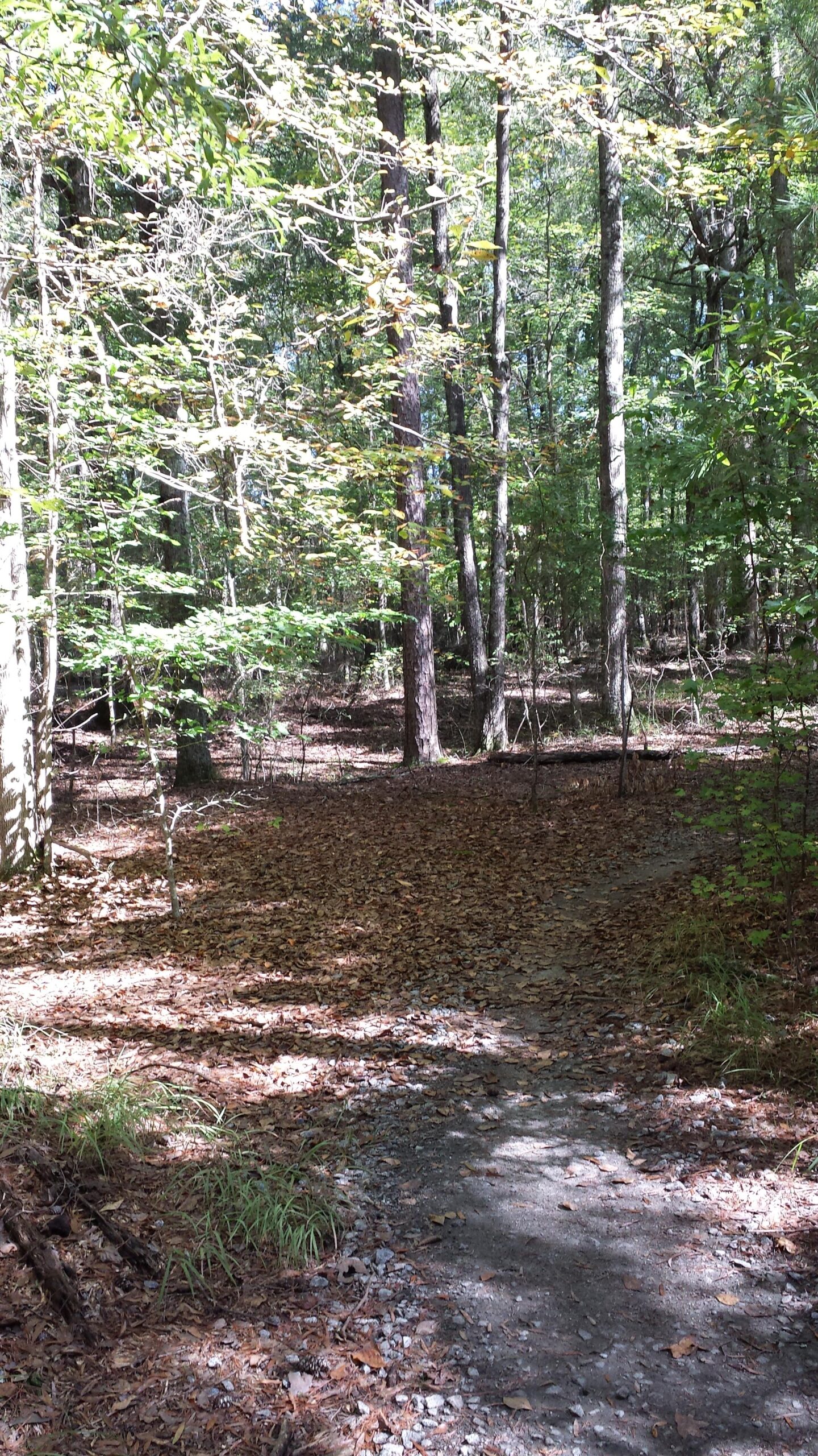 A wooded area with a dirt path winding through it, surrounded by trees with green leaves and patches of sunlight filtering through the branches. The ground is covered with fallen leaves, and the atmosphere appears peaceful and serene. Blankets Creek mountain bike trail.