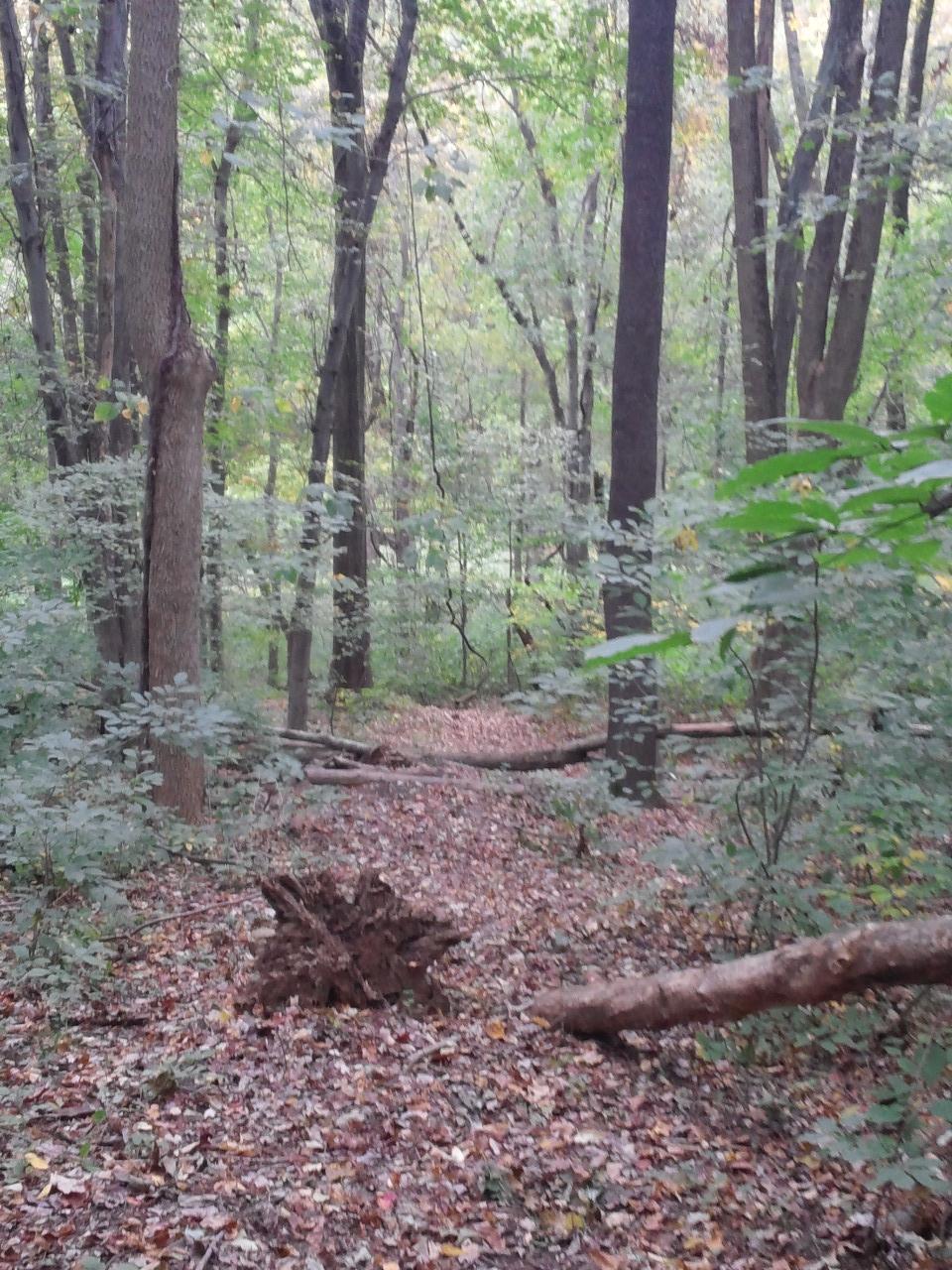A tranquil wooded path surrounded by tall trees with green foliage and scattered autumn leaves on the ground. A fallen tree trunk adds to the natural scenery, inviting exploration. Smedley park mountain bike trail.