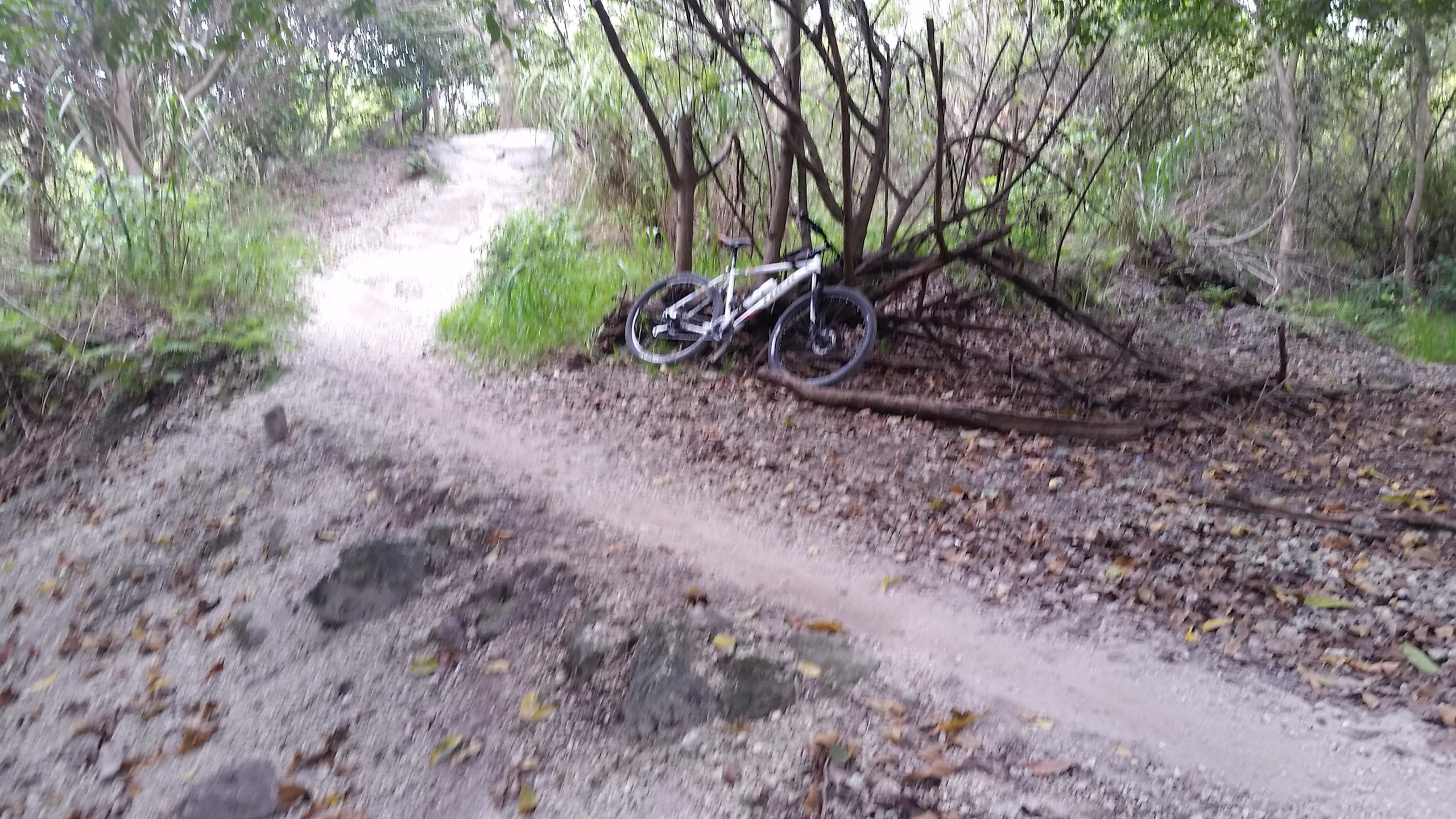 An empty mountain bike resting against a bush beside a dirt trail surrounded by greenery, with a slightly uphill path in the background. Fallen leaves and scattered rocks are visible on the ground. Markham Park mountain bike trail.