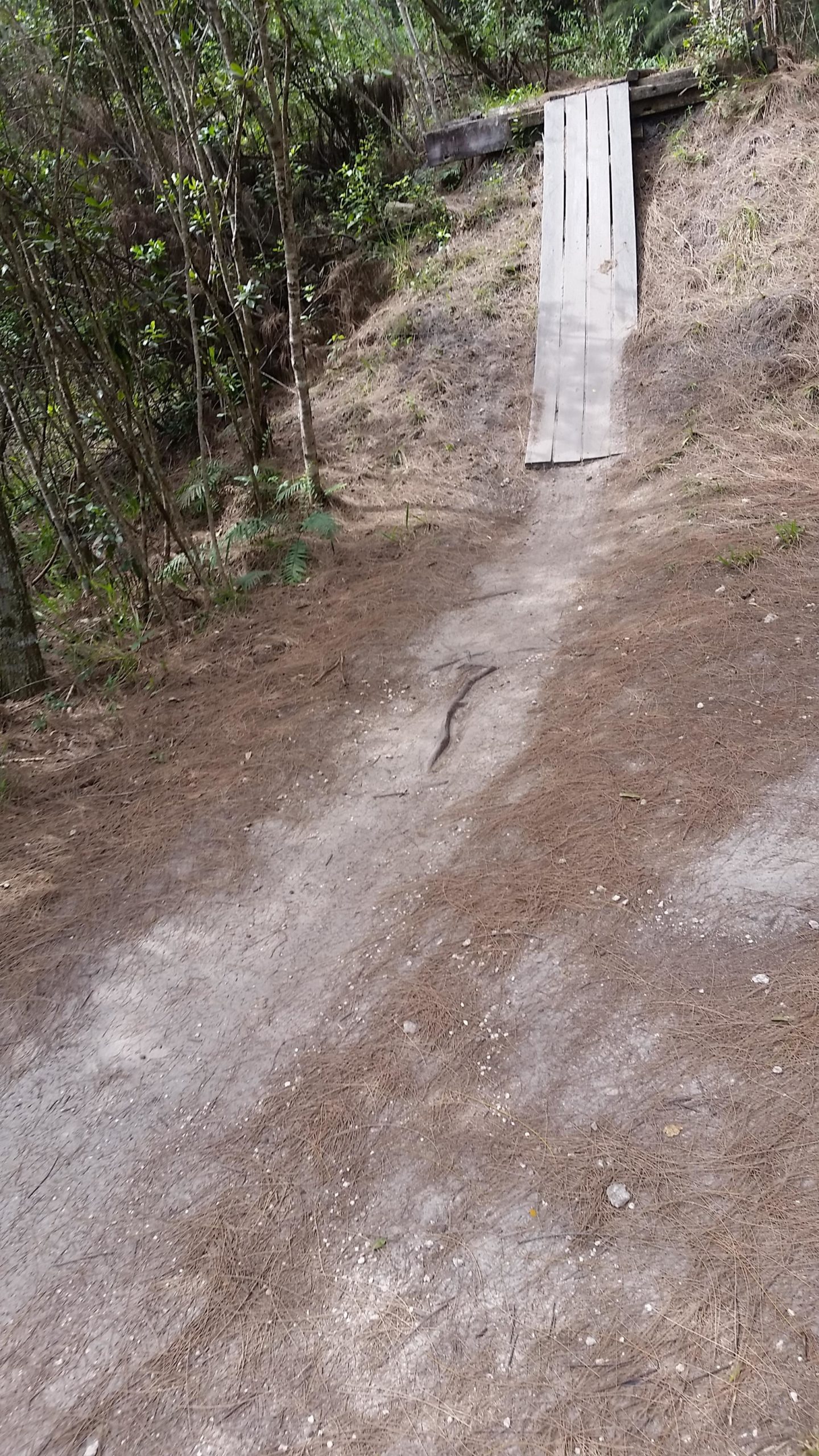 A dirt path leading downhill with a wooden ramp at the top. Surrounding the path are trees and patches of dry pine needles, with some greenery visible. The scene is natural and suggests a forested area. Markham Park mountain bike trail.