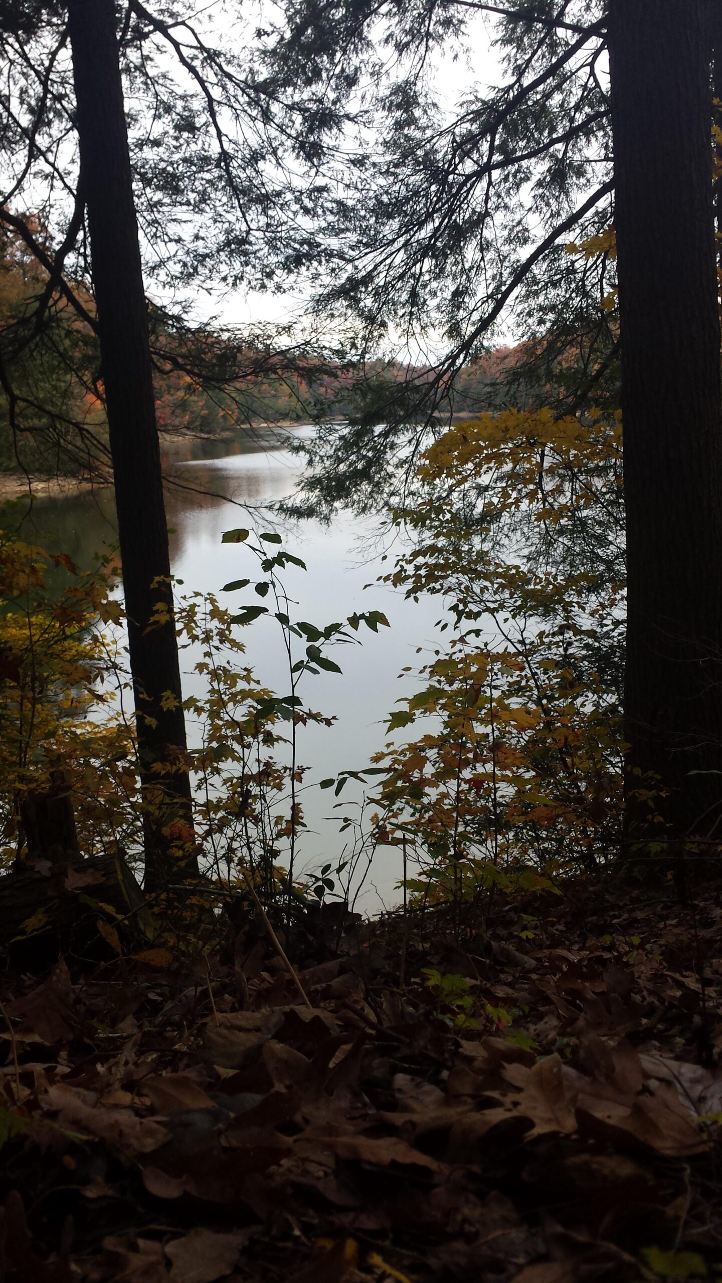 A serene view of a calm lake framed by trees, with autumn foliage in shades of orange and yellow. The surface of the water reflects the surrounding landscape, creating a peaceful natural scene. In the foreground, fallen leaves cover the ground, adding to the autumnal ambiance. Cane Creek (sheltowee Trace Trail) mountain bike trail.