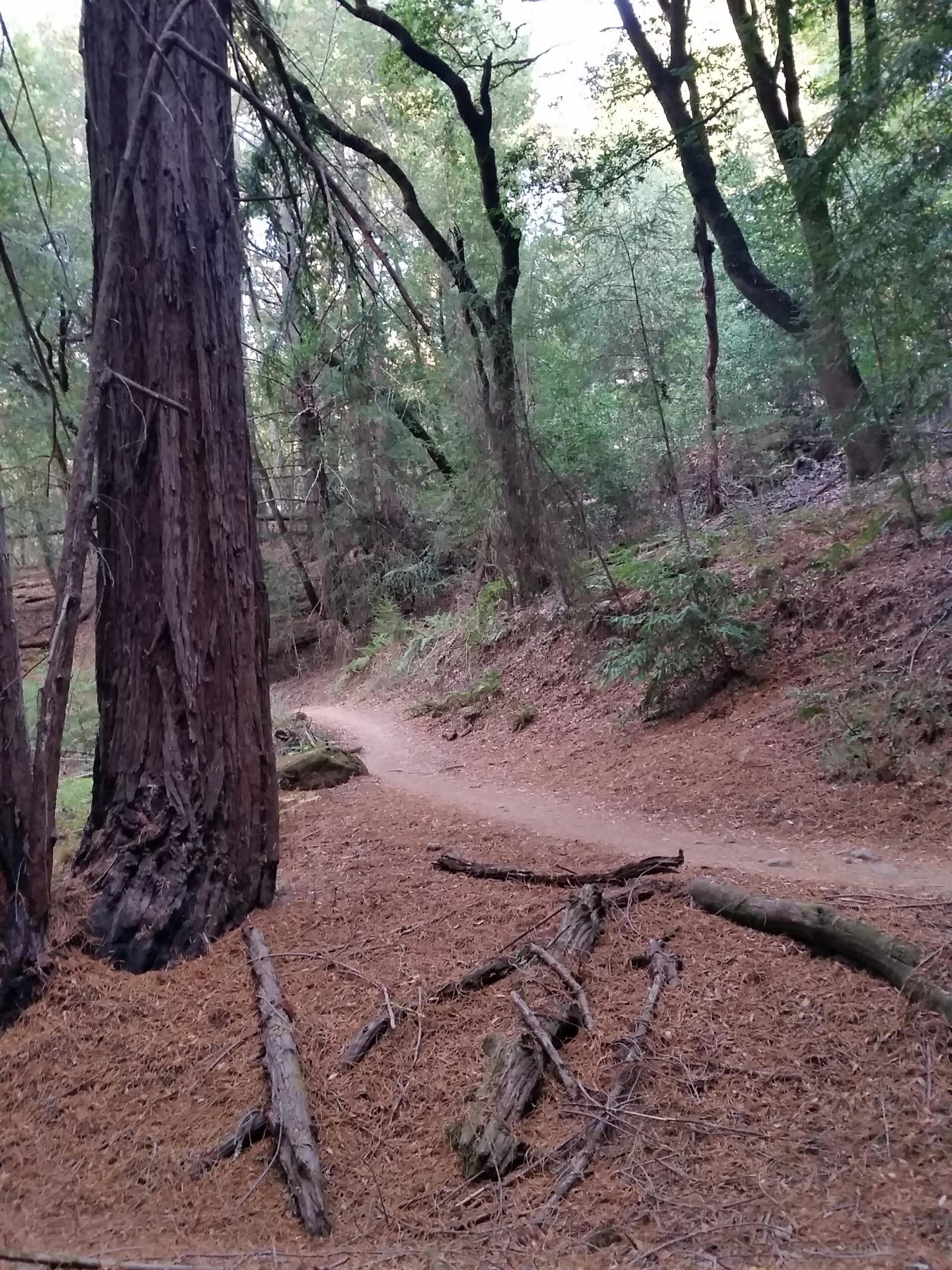 A serene forest scene featuring tall trees with thick trunks and lush greenery. A winding dirt path is visible, surrounded by fallen pine needles and scattered logs on the ground. Sunlight filters through the canopy, casting dappled light on the trail. Annadel State Park mountain bike trail.