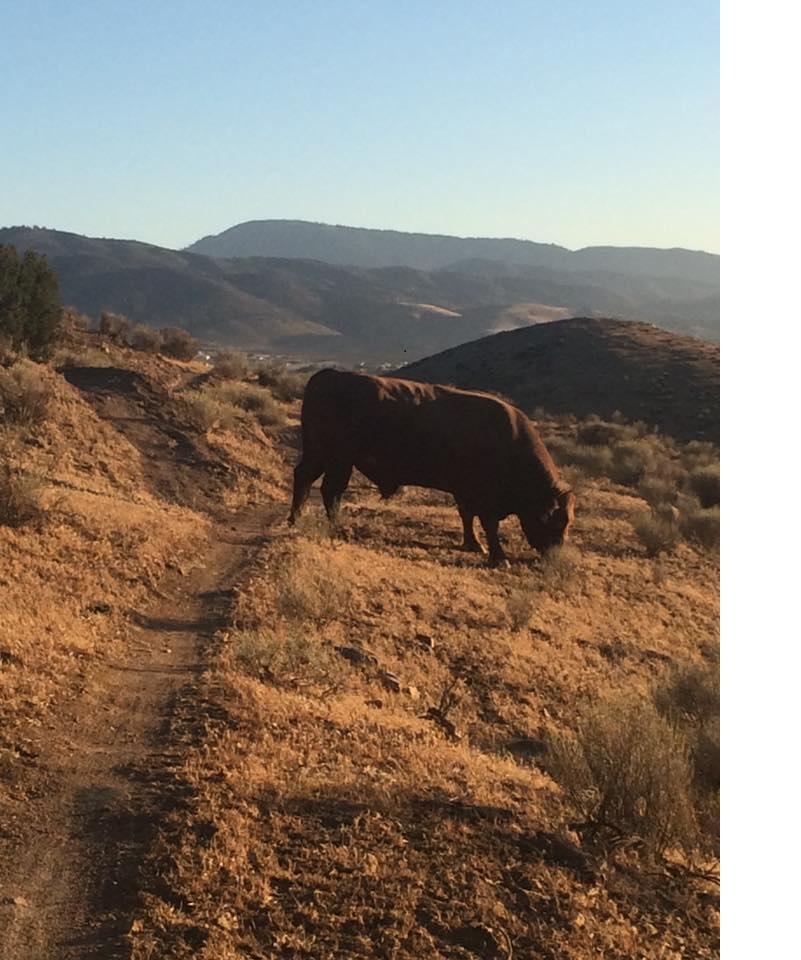 A brown cow grazing on dry grassland with rolling hills and mountains in the background under a clear blue sky. A dirt path runs through the foreground. TMTA Lehigh trails mountain bike trail.