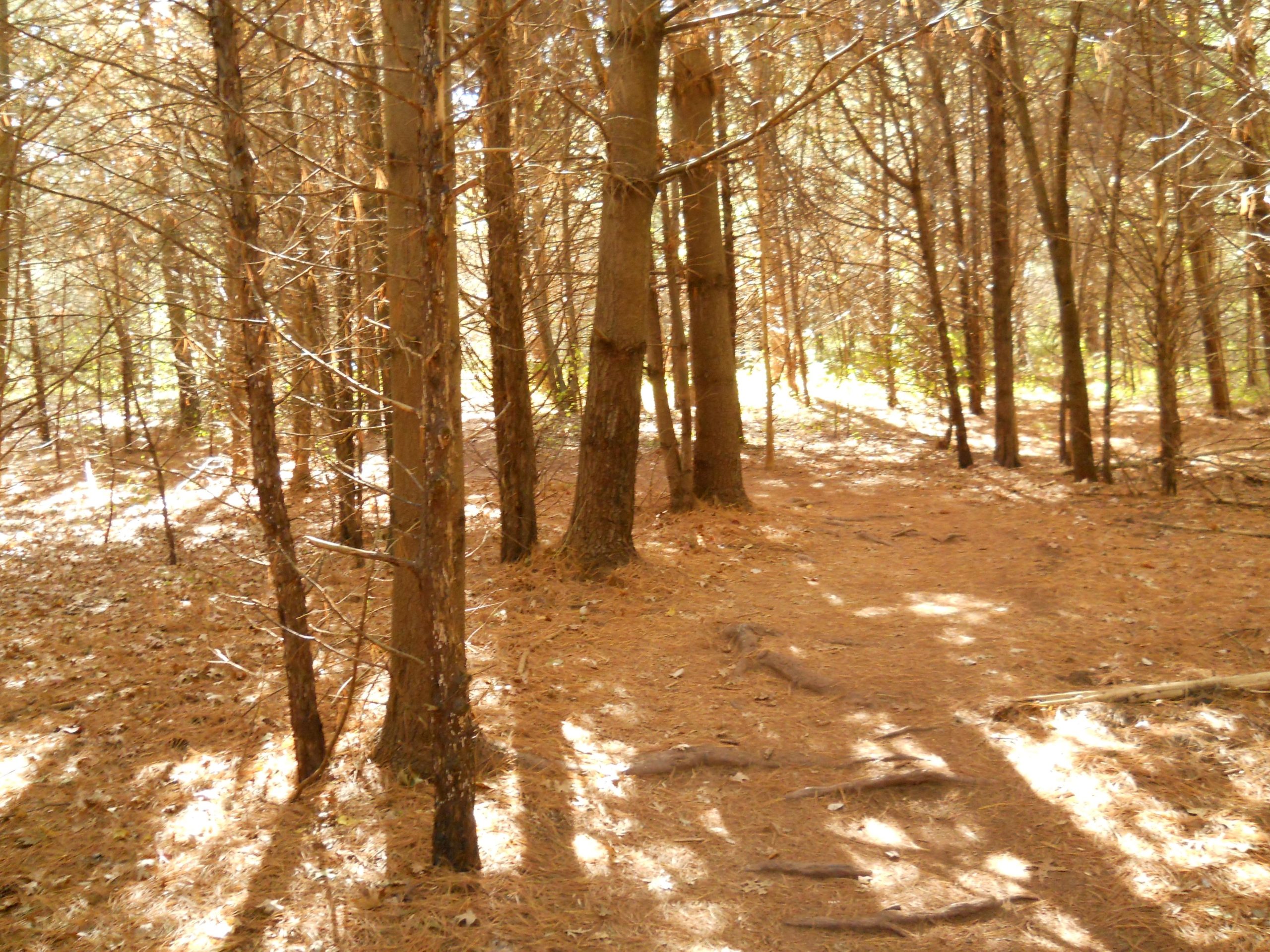 A sunlit forest path surrounded by tall trees, with earthy brown soil and pine needles on the ground. Soft light filters through the branches, creating a peaceful, natural atmosphere. Six Mile Run mountain bike trail.