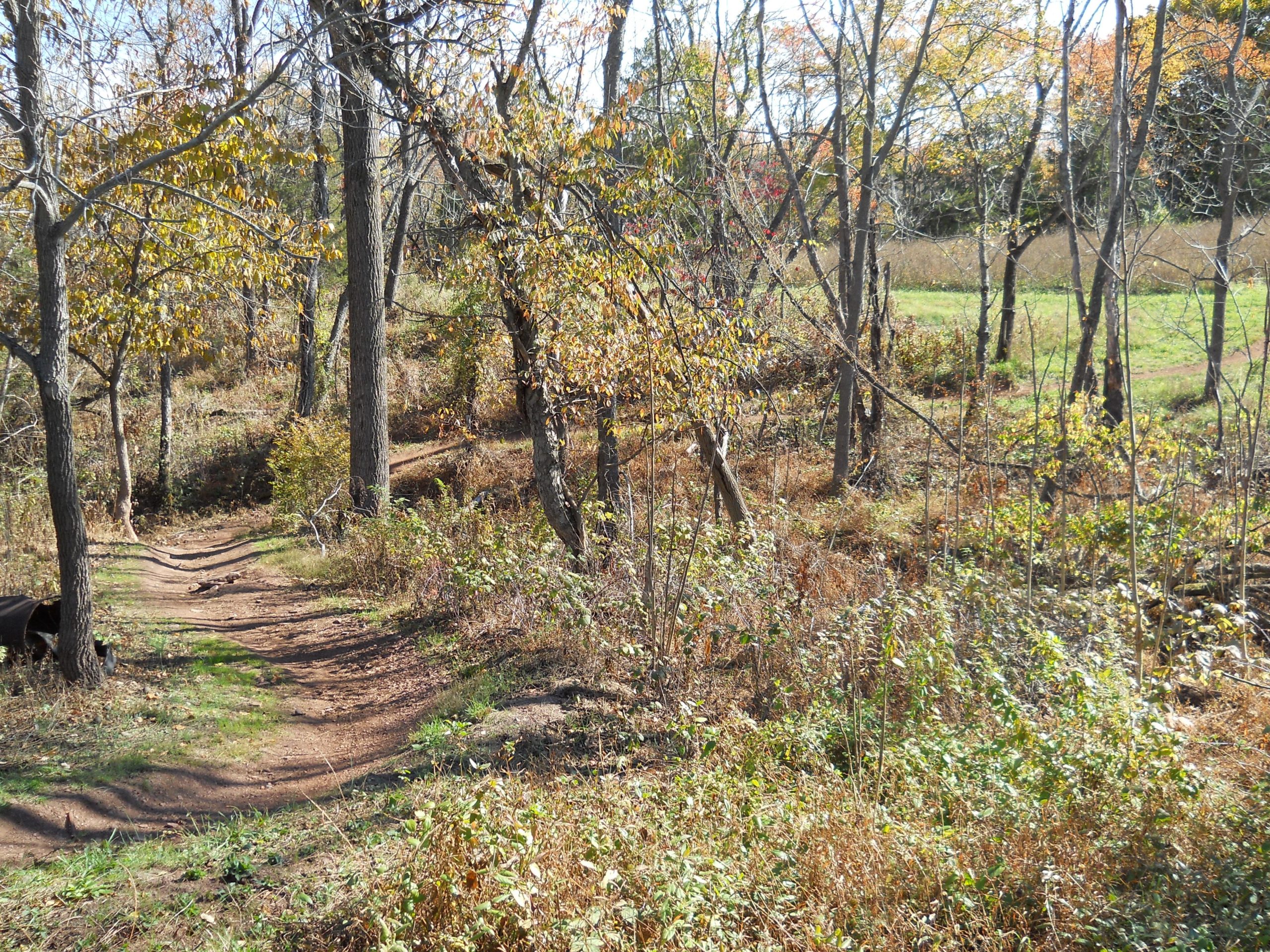 A winding dirt path surrounded by trees with autumn foliage, leading through a natural landscape. The scene features a variety of plants and grasses, suggesting a serene outdoor setting. Six Mile Run mountain bike trail.