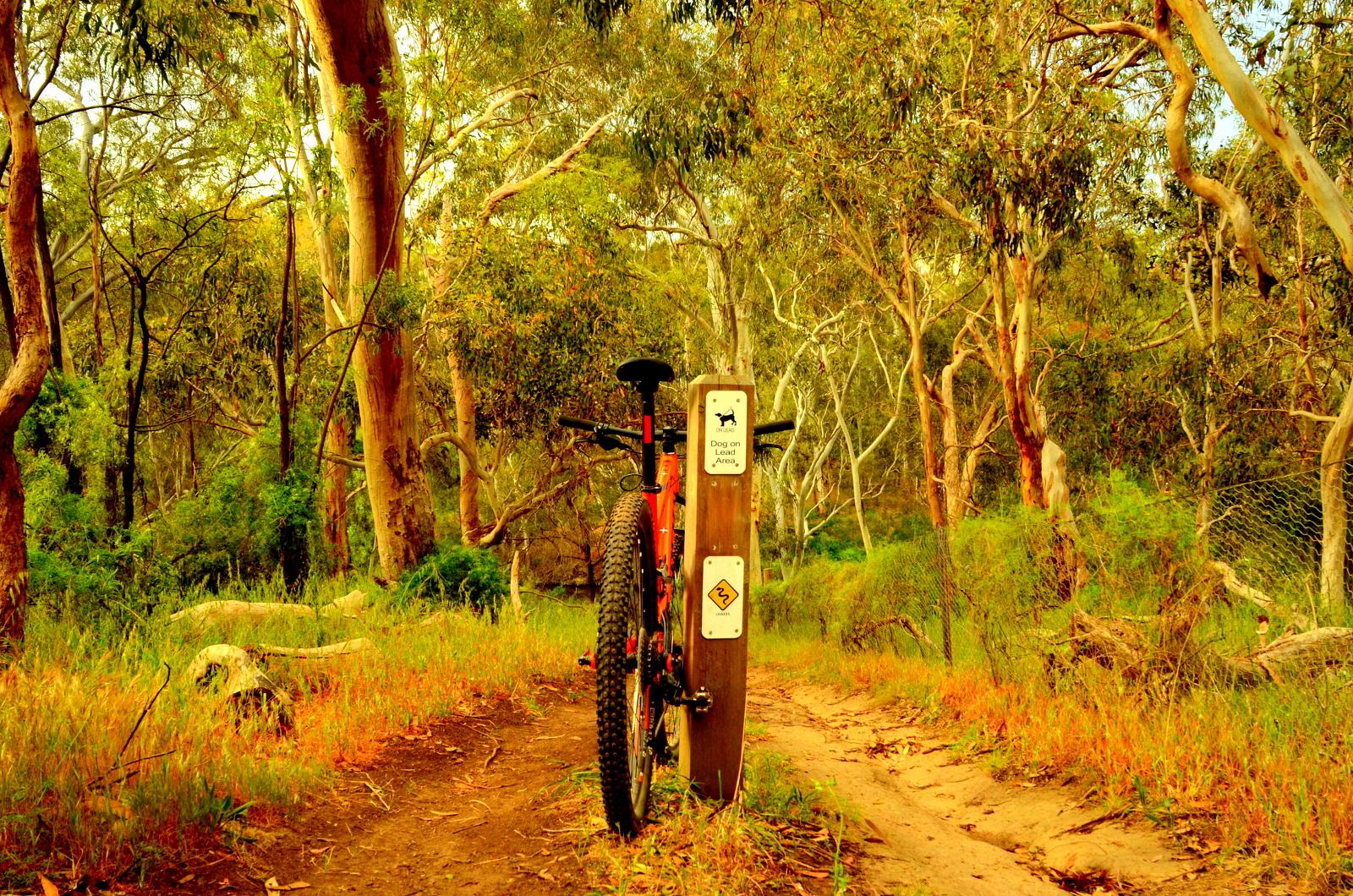 A mountain bike resting against a wooden signpost in a lush forest setting, surrounded by tall eucalyptus trees and greenery. The sign indicates a dog on a lead area, with additional trail markers visible. The scene is illuminated by warm, golden light, highlighting the natural beauty of the landscape. Yarra Trails mountain bike trail.