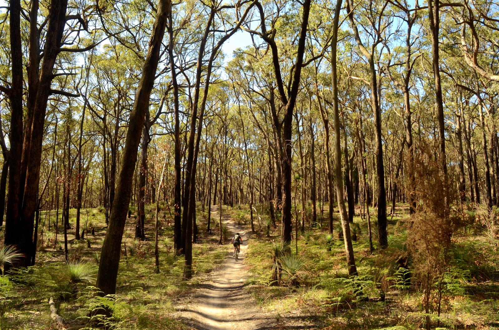 A person walking along a dirt path through a dense forest of tall trees, with sunlight filtering through the leaves. The ground is covered in greenery, including ferns and low shrubs, creating a serene and tranquil natural environment. Pax Hill mountain bike trail.