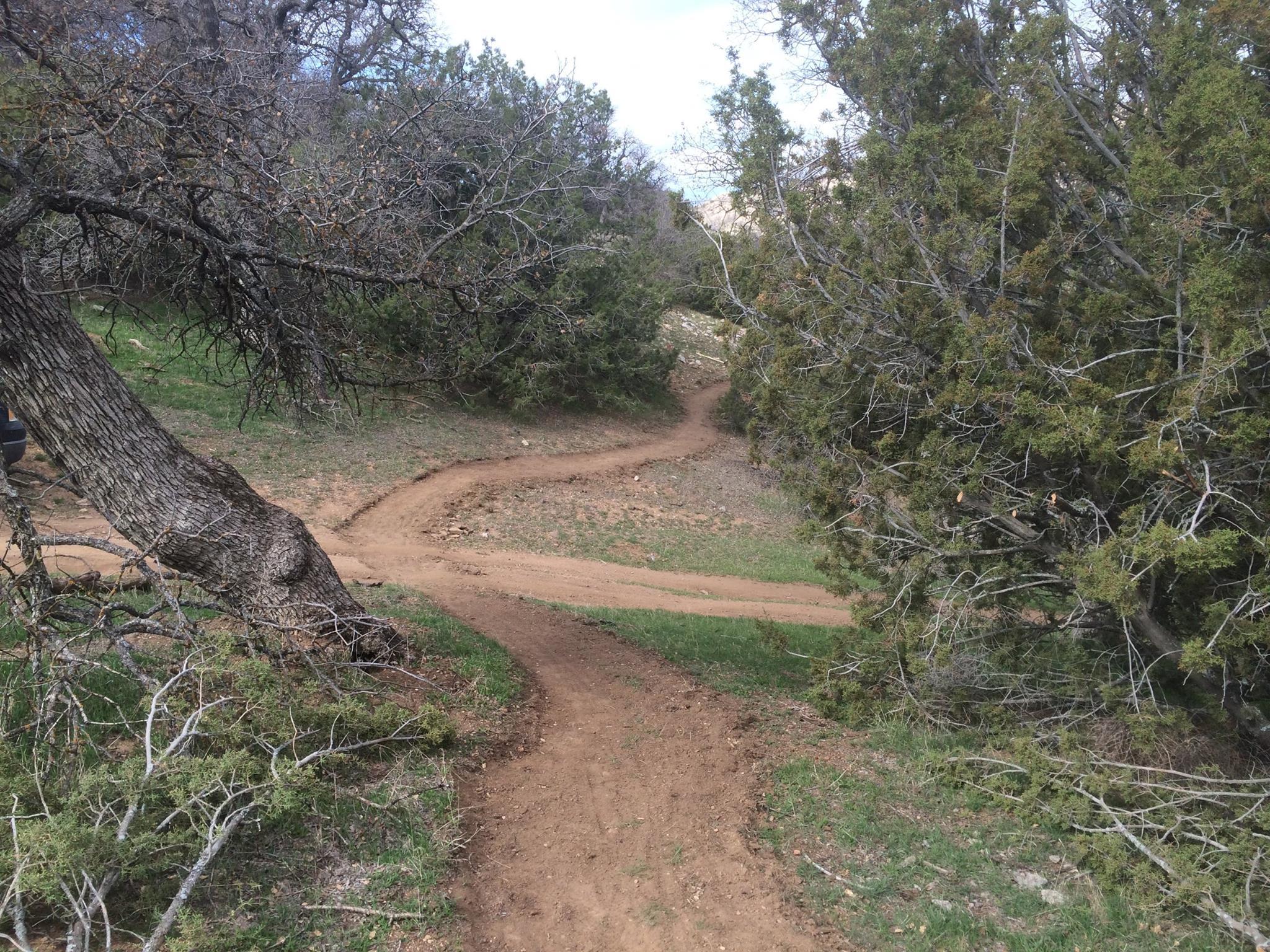 A winding dirt path meanders through a natural landscape, flanked by low bushes and trees with bare branches. The scene captures an inviting outdoor setting with grassy areas and earthy tones. The path splits into two directions up ahead, suggesting exploration and adventure. TMTA Lehigh trails mountain bike trail.