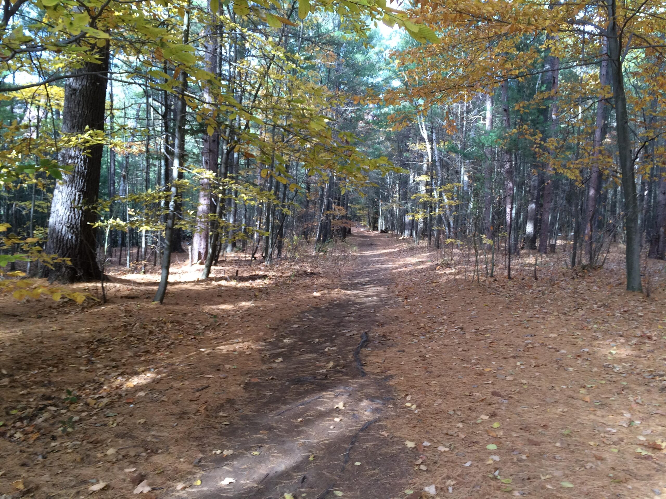 A peaceful forest path surrounded by tall trees, with autumn leaves scattered on the ground and hints of golden foliage on the branches. Sunlight filters through the canopy, creating a serene and natural atmosphere. Flume Trails mountain bike trail.