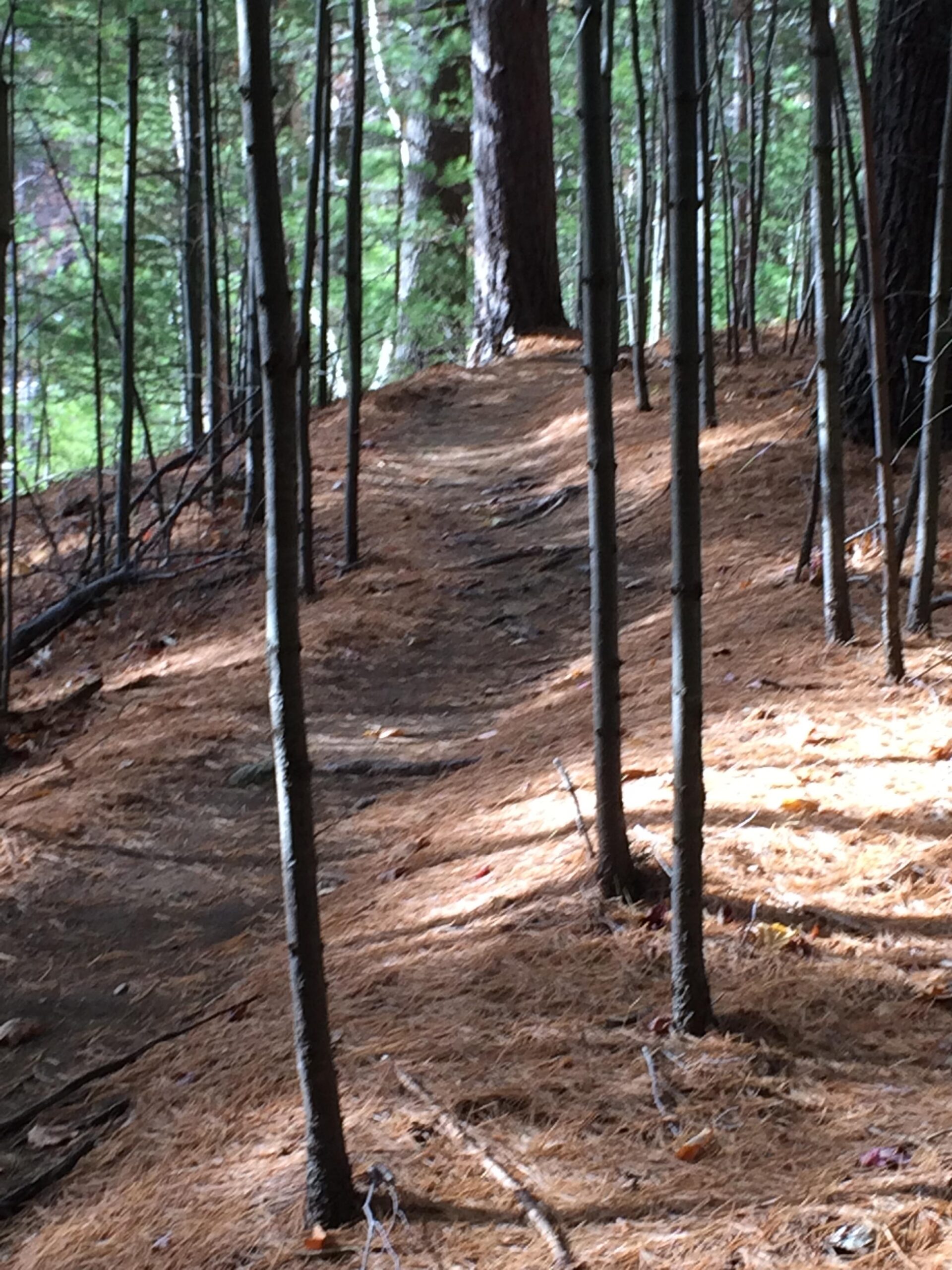 A winding dirt path through a forest, surrounded by tall, slender trees and scattered pine needles on the ground. Soft, dappled sunlight filters through the foliage, creating a peaceful, natural atmosphere. Flume Trails mountain bike trail.