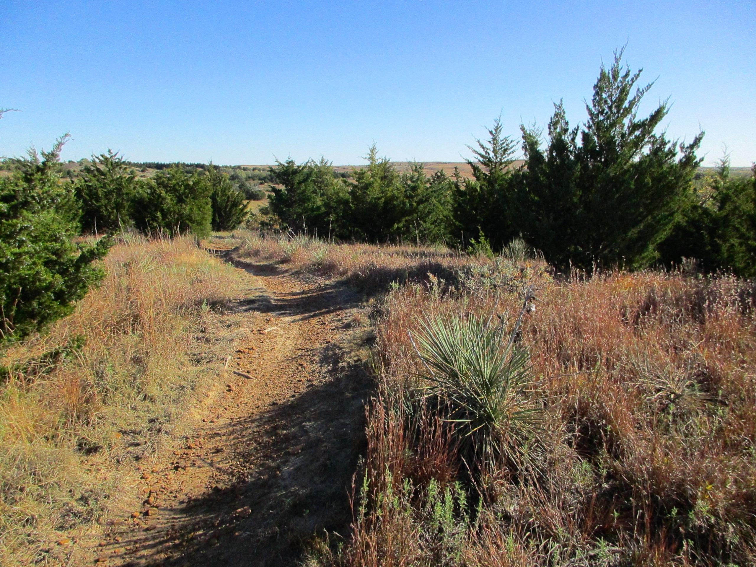 A winding dirt trail through a grassy area, bordered by small evergreen trees under a clear blue sky. The landscape features tall grass and a few scattered plants, with a distant horizon visible in the background. Switchgrass mountain bike trail.
