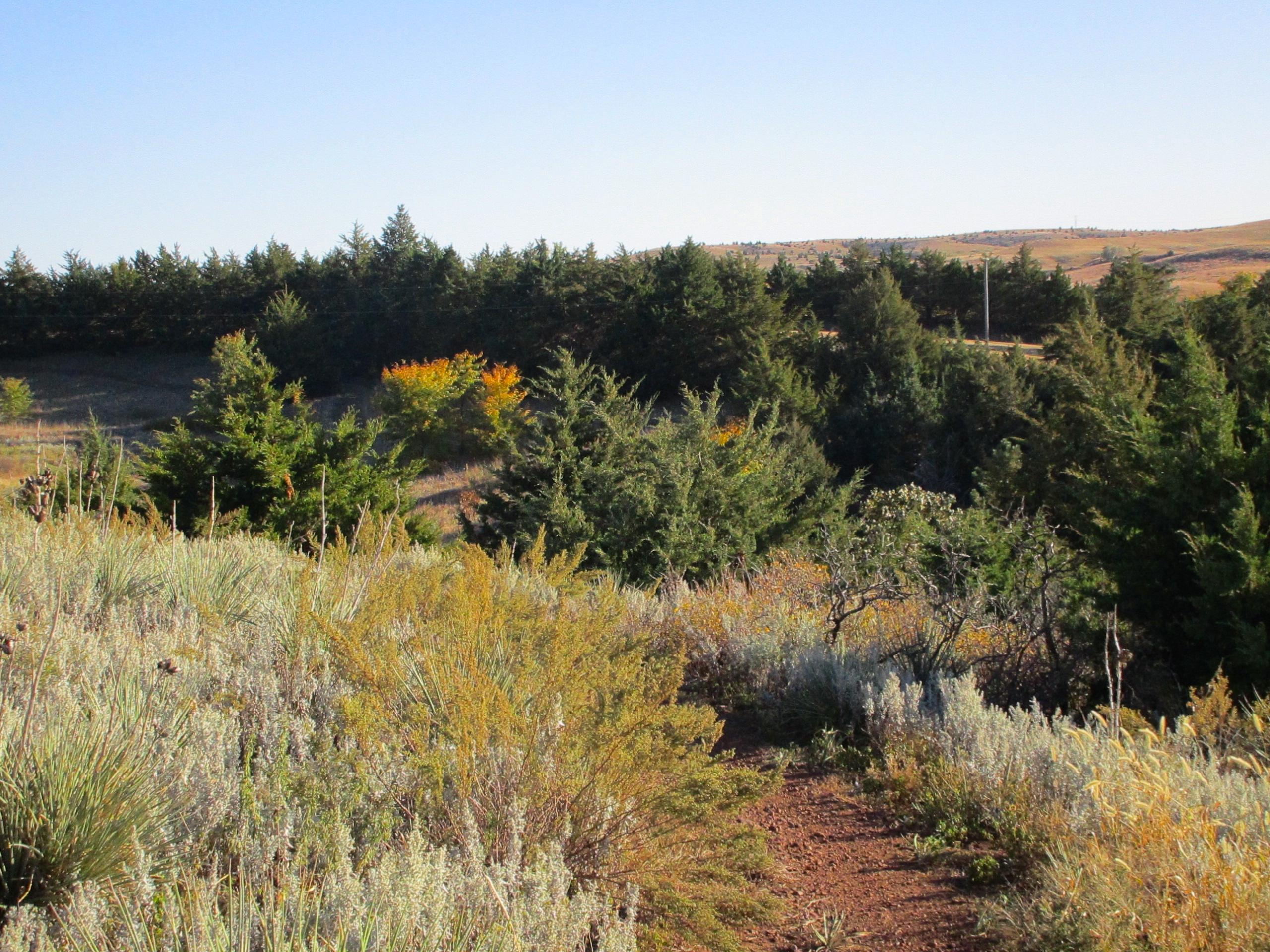 A scenic view of a forested landscape featuring a variety of trees and underbrush, with a hint of autumn foliage. The foreground shows lush greenery and wild grasses, leading to a dense area of evergreen trees in the background, under a clear blue sky. Switchgrass mountain bike trail.