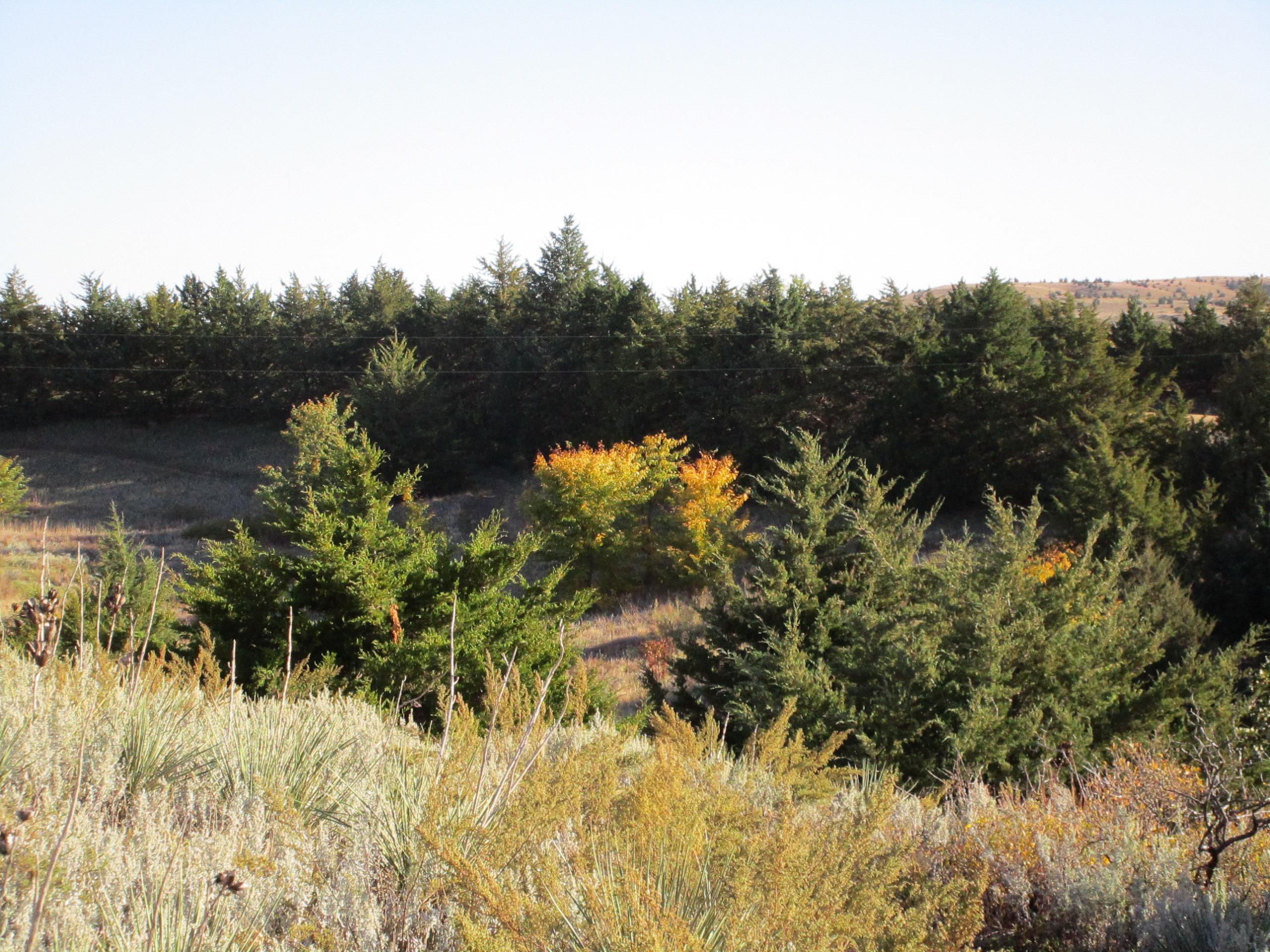 A scenic view of a wooded area featuring a mix of evergreen and deciduous trees, with a few trees displaying autumn colors. The foreground includes shrubs and grasses, while the background shows rolling hills and a clear blue sky. Switchgrass mountain bike trail.