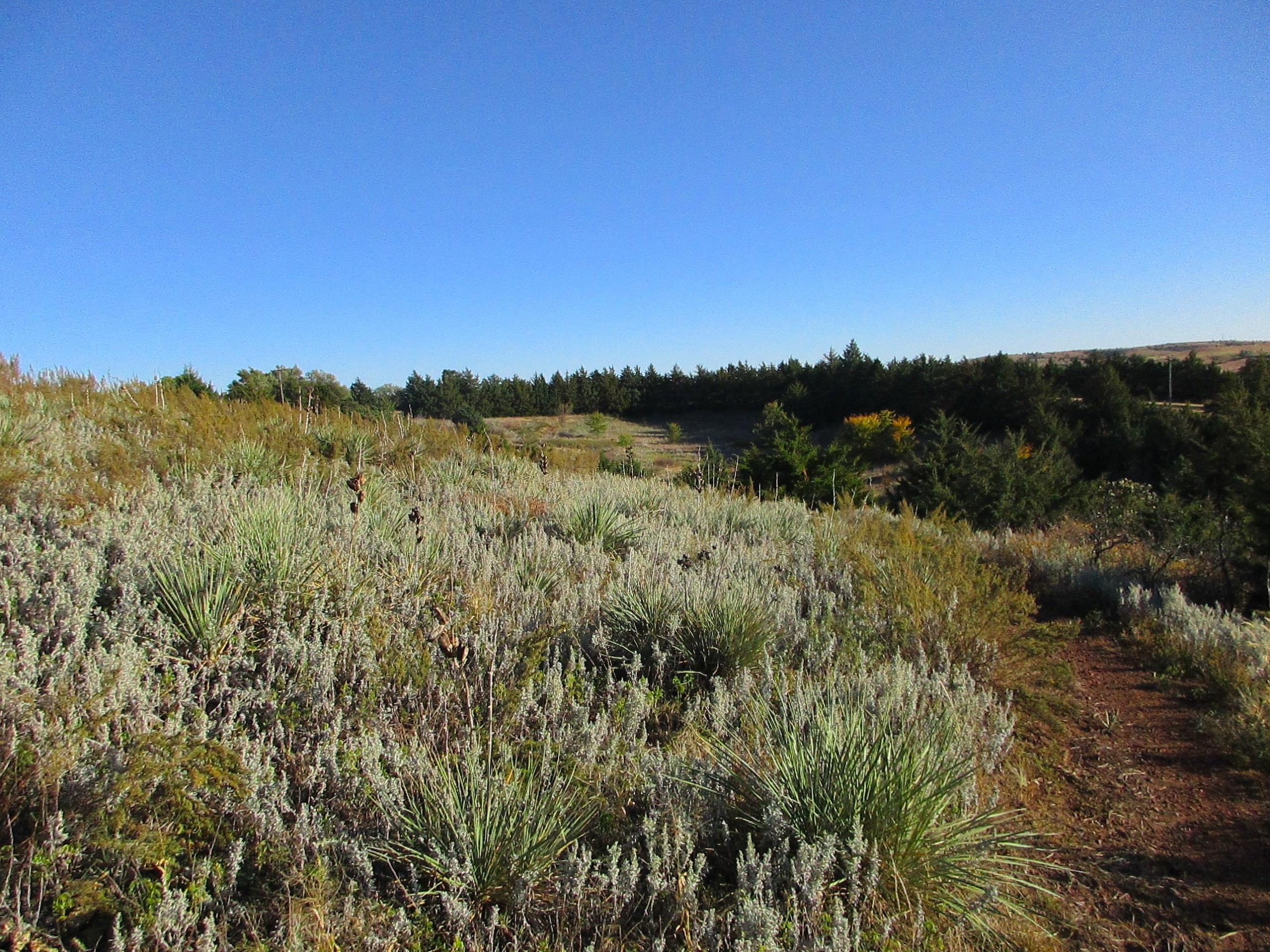 A scenic view of a natural landscape featuring a wide expanse of green and grey vegetation, including shrubs and grasses, under a clear blue sky. In the background, a line of evergreen trees is visible, and a dirt path meanders through the foreground. The overall setting suggests a serene outdoor environment. Switchgrass mountain bike trail.