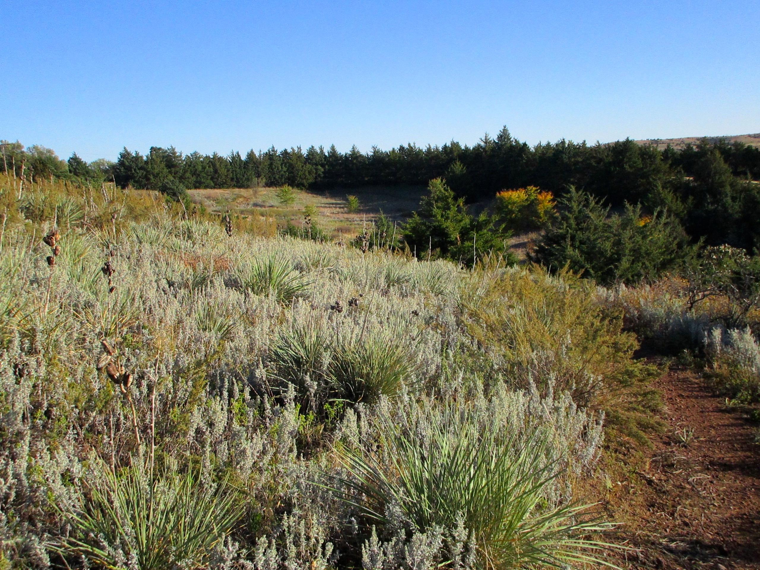 A scenic landscape featuring a mix of grasses, shrubs, and small trees under a clear blue sky. The foreground includes various plants, while the background showcases a denser line of trees. The setting suggests a natural, unspoiled area, possibly in a prairie or meadow environment. Switchgrass mountain bike trail.