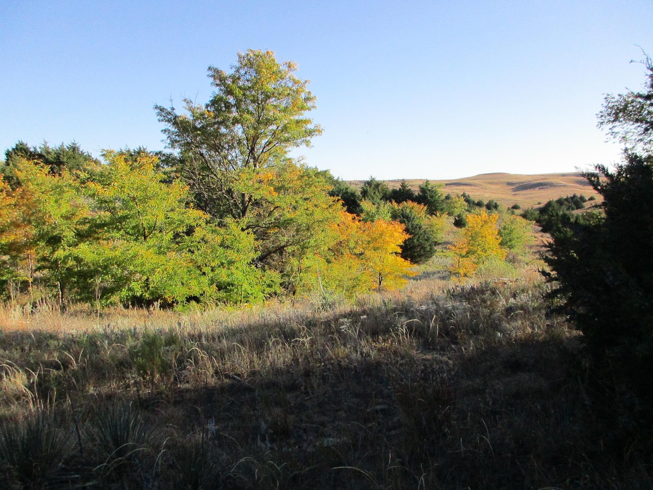 A serene landscape featuring a mix of green and autumn-colored trees, set against a clear blue sky. The foreground shows tall grasses and scattered shrubs, while rolling hills are visible in the background, indicating a peaceful natural setting. Switchgrass mountain bike trail.
