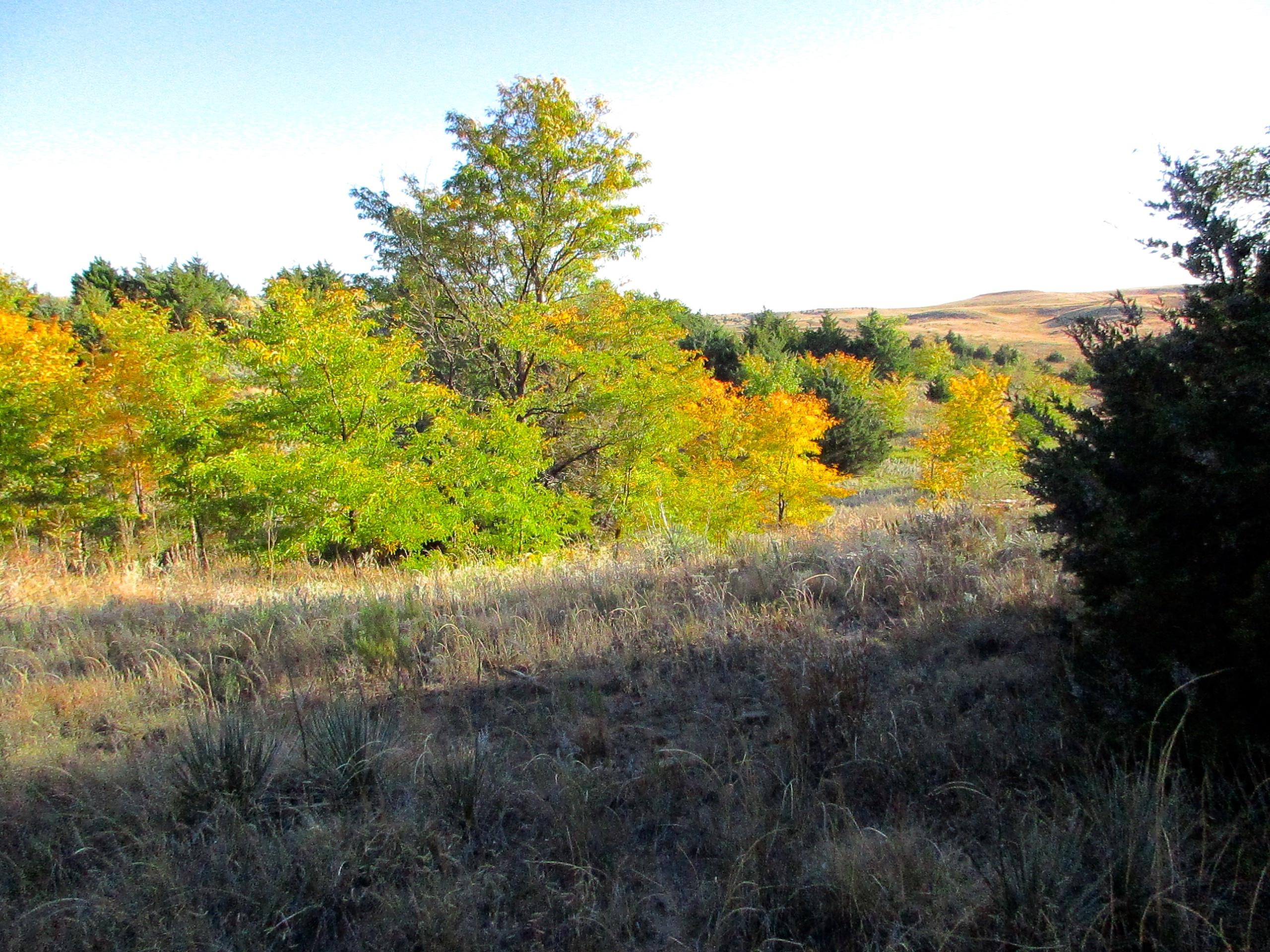 A tranquil landscape featuring a mix of green and autumn-colored trees, with rolling hills in the background under a clear sky. The foreground shows tall grasses and sparse vegetation, indicative of a natural setting transitioning into fall. Switchgrass mountain bike trail.