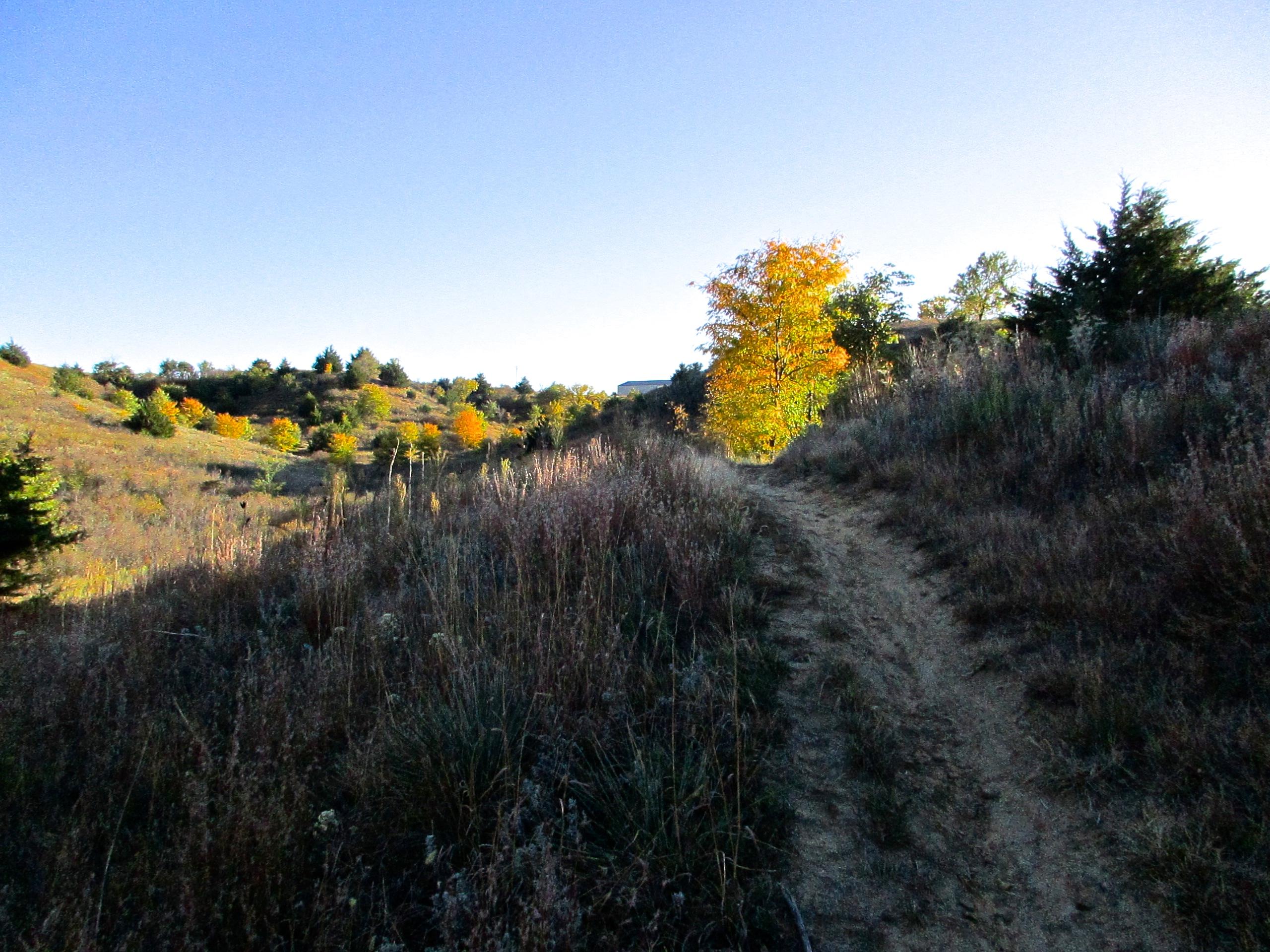 A winding dirt path meanders through a hilly landscape adorned with tall grasses and scattered trees displaying vibrant autumn foliage, under a clear blue sky. Switchgrass mountain bike trail.