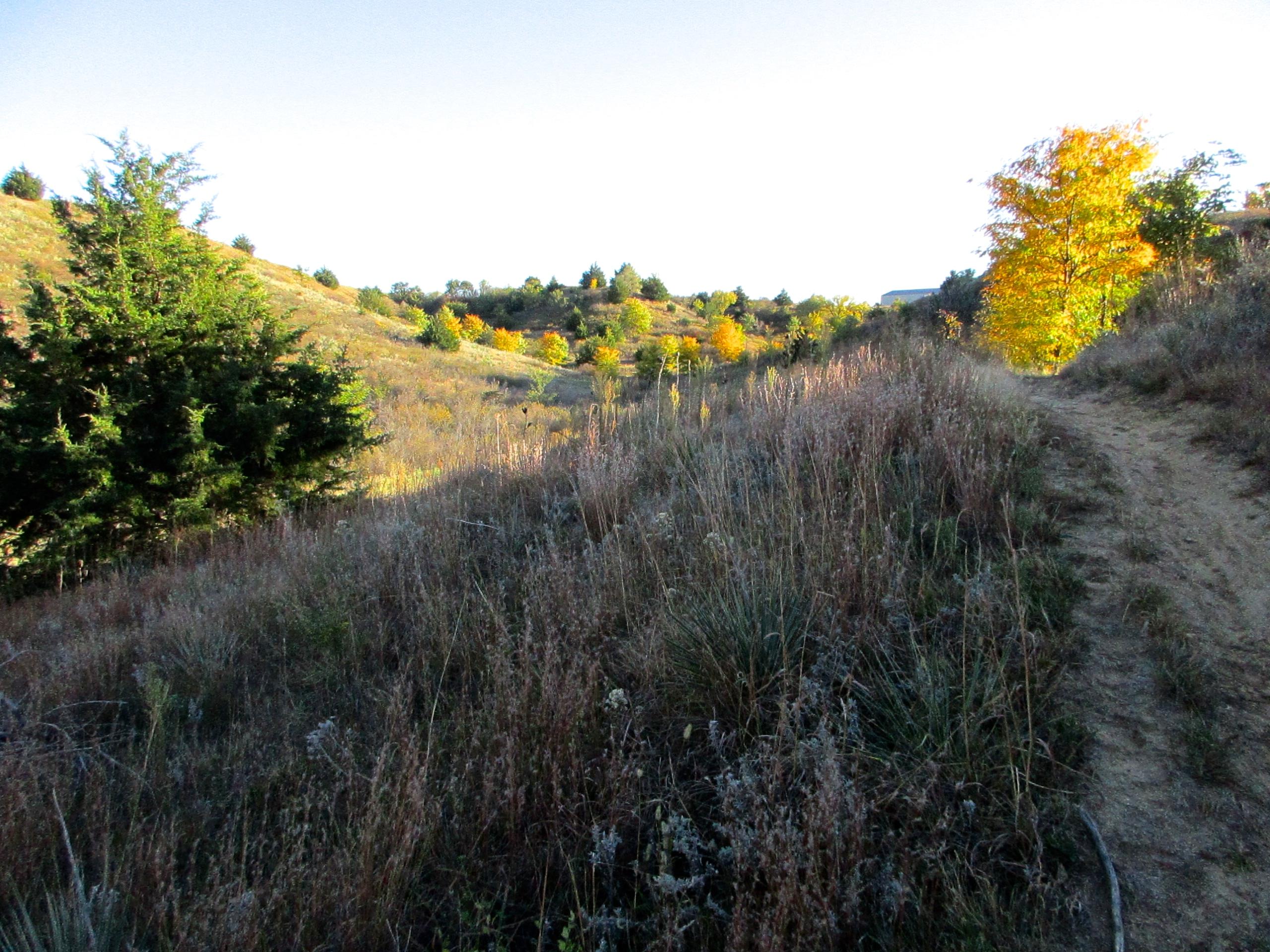 A scenic view of a hilly landscape featuring tall grasses and shrubs, with a dirt path winding through the foreground. A bright yellow tree stands out among the greenery on the hillside, indicating the arrival of autumn. The sky is clear, enhancing the vibrant colors of the foliage. Switchgrass mountain bike trail.