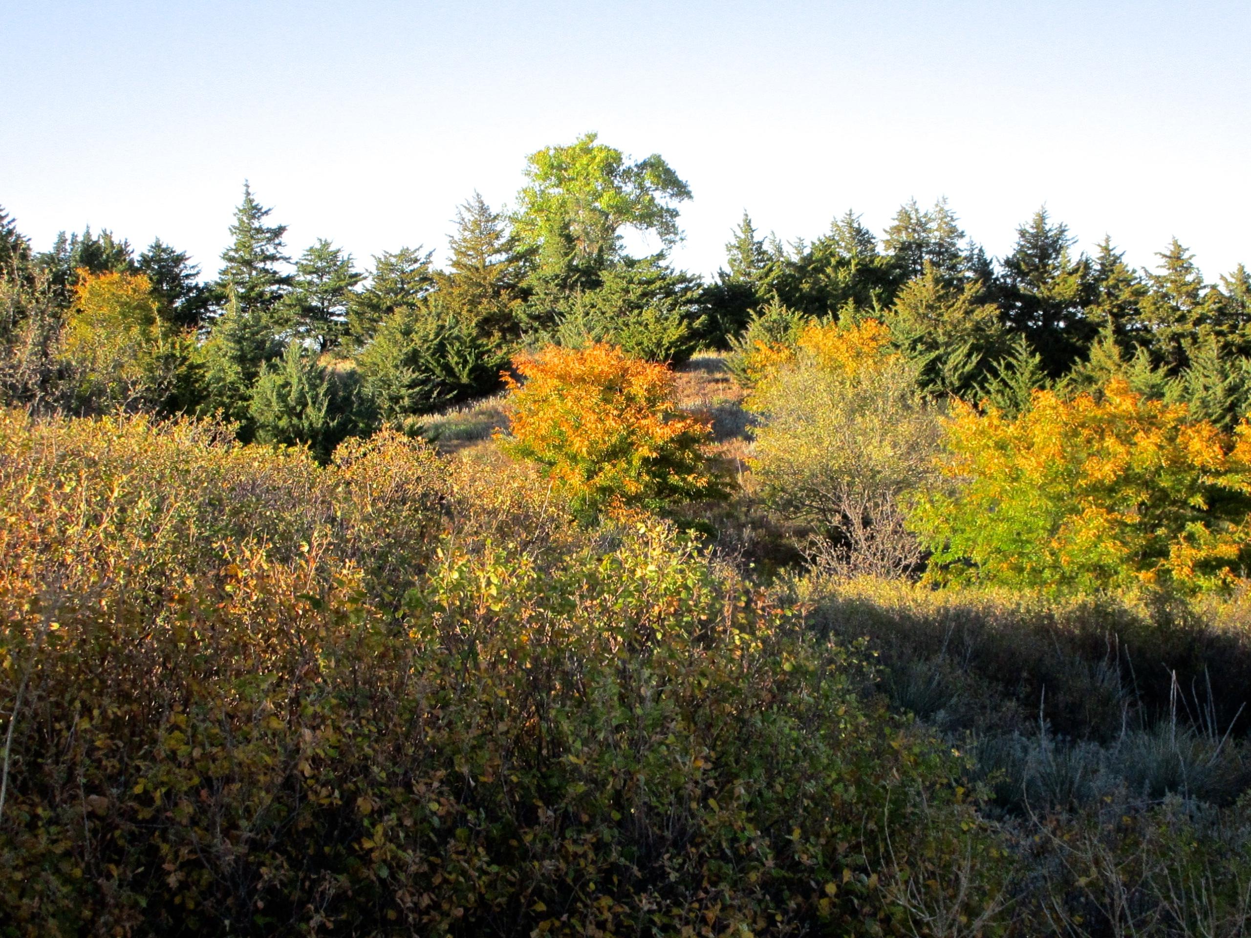 A scenic view of a landscape featuring a variety of trees and shrubs in autumn colors. The foreground displays golden and orange foliage, while a backdrop of dark green evergreen trees contrasts with the vibrant hues. A clear blue sky fills the upper portion of the image. Switchgrass mountain bike trail.