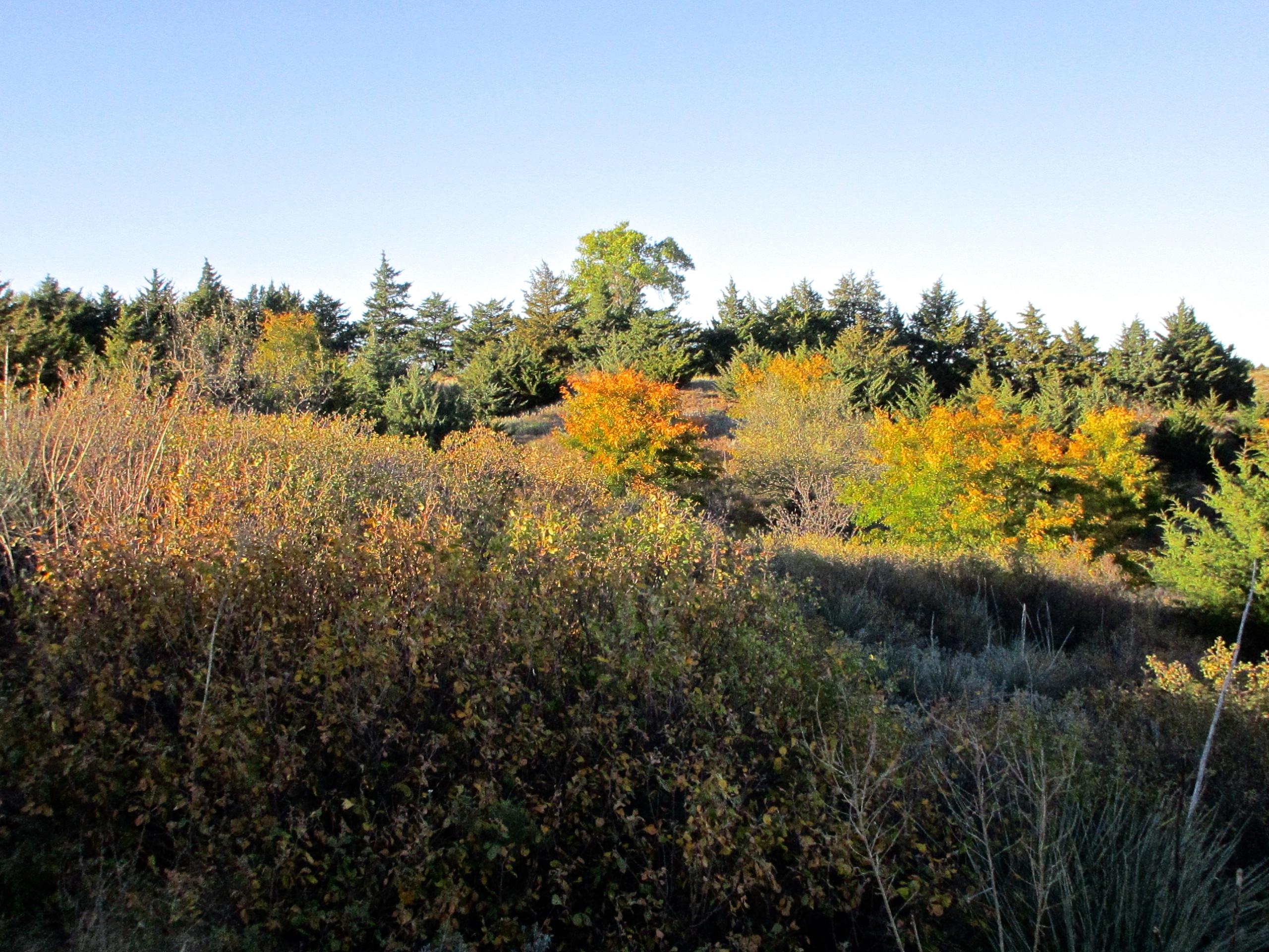 A scenic view of a hillside during autumn, featuring a variety of trees and vibrant foliage. The landscape includes patches of colorful orange and yellow leaves mixed with evergreen trees, set against a clear blue sky. Switchgrass mountain bike trail.