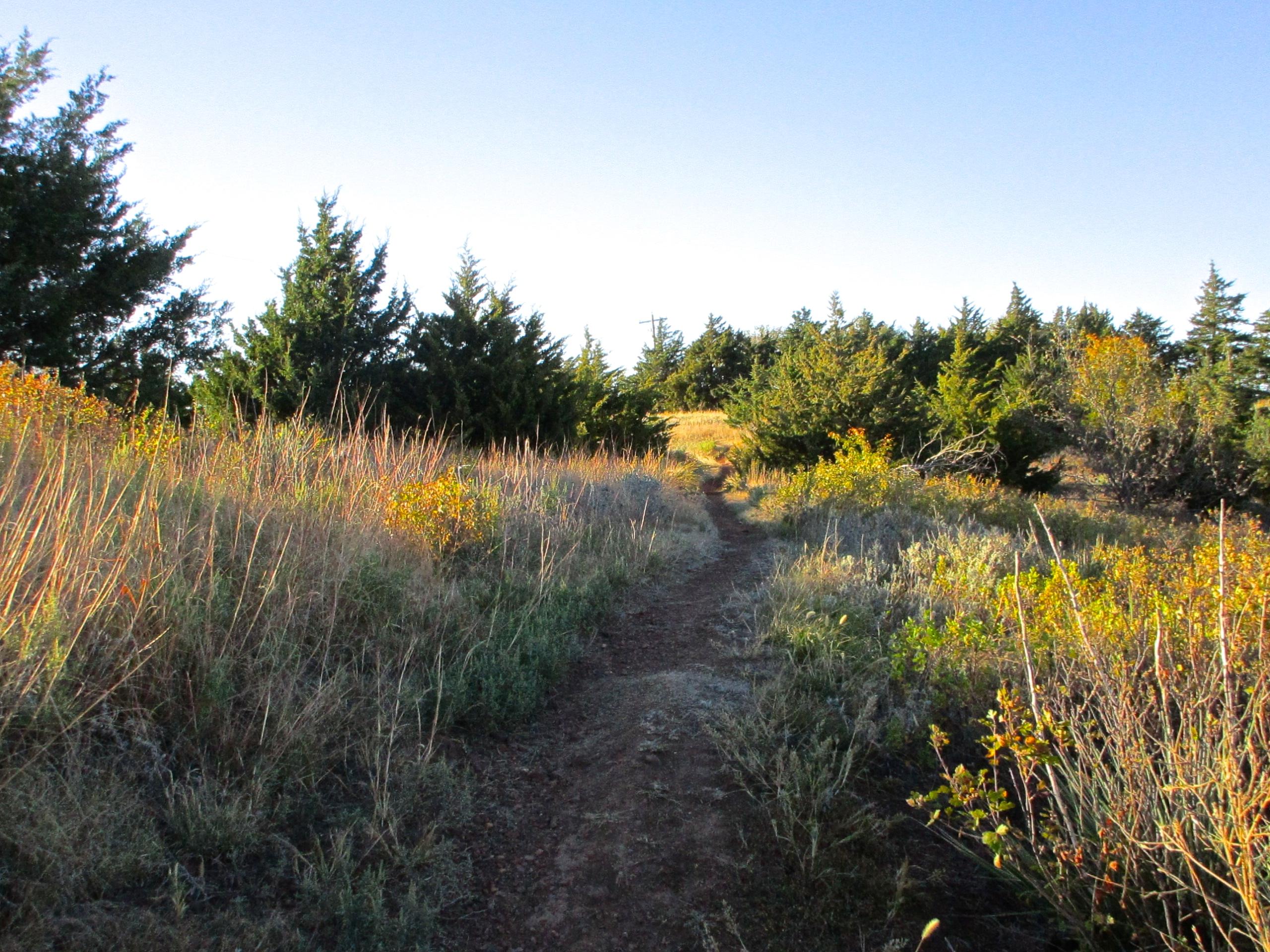A scenic view of a dirt trail winding through a grassy area surrounded by trees. The path leads into the distance, framed by tall grasses and colorful shrubs, under a clear blue sky. The sunlight casts a warm glow on the landscape, highlighting the natural beauty of the setting. Switchgrass mountain bike trail.